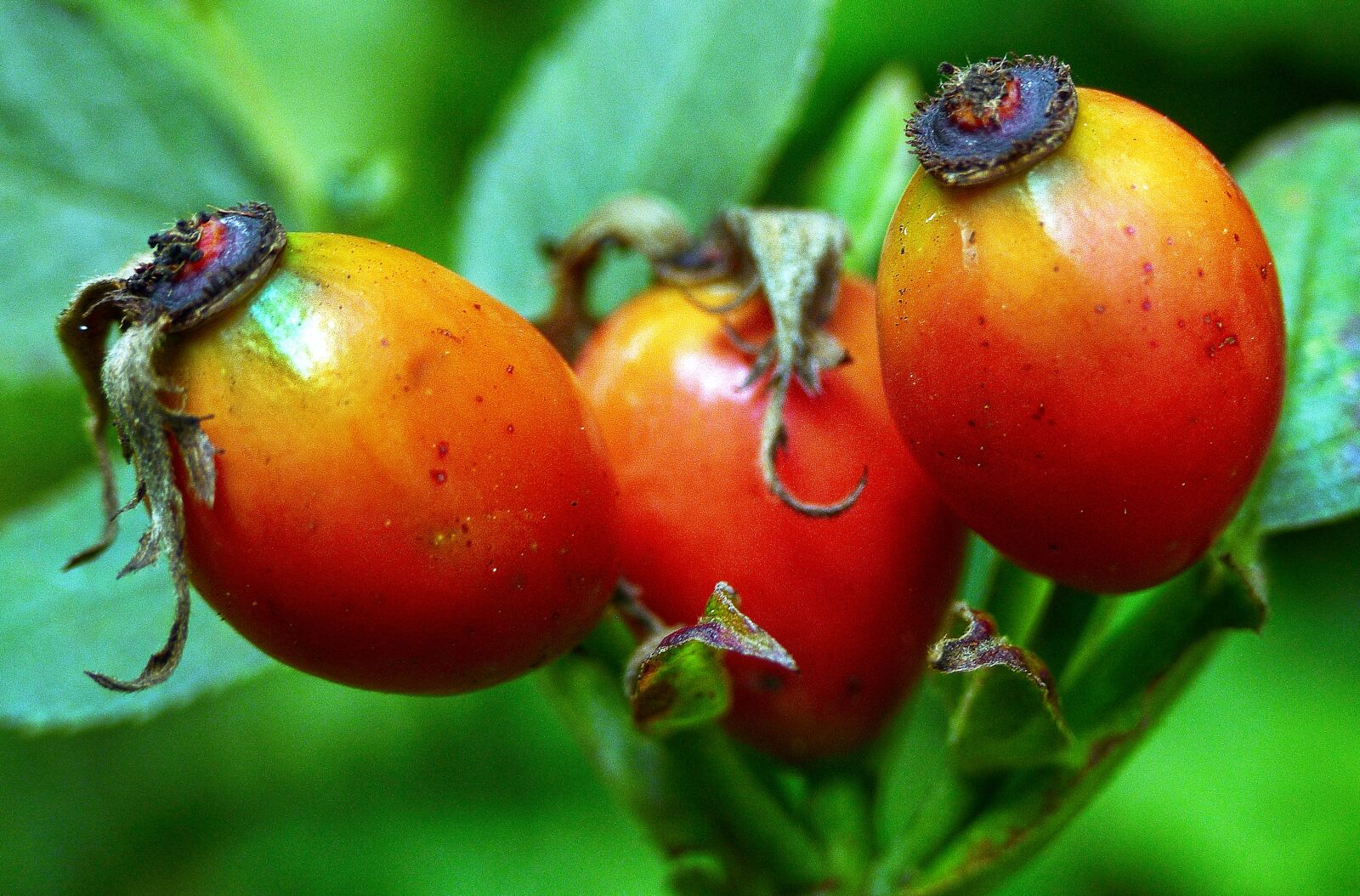 Panasonic Lumix DMC-FZ1000 sample photo. Rose hip, hiffen, rose photography