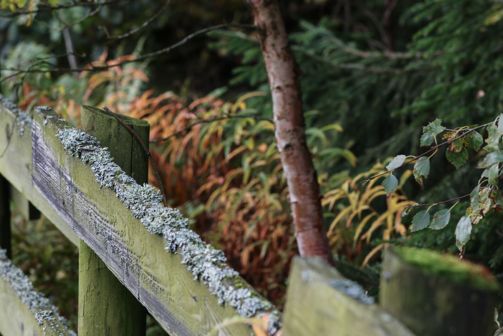 Canon EOS 7D Mark II sample photo. Landscape, autumn, fall photography