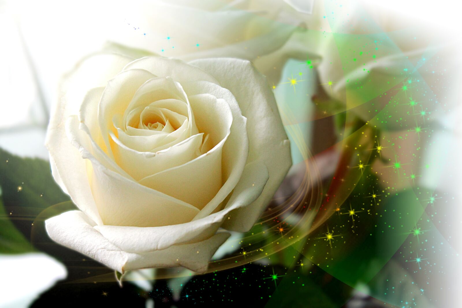 Canon EOS 1100D (EOS Rebel T3 / EOS Kiss X50) sample photo. Rose, roses, white photography