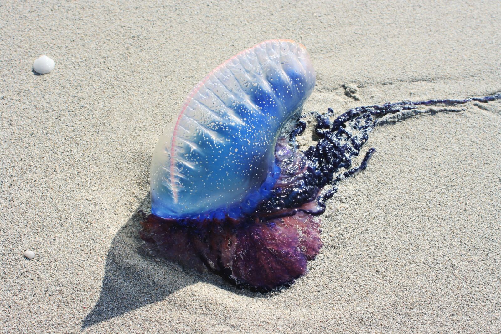 Canon EOS 400D (EOS Digital Rebel XTi / EOS Kiss Digital X) sample photo. Portuguese galley, jellyfish, sand photography