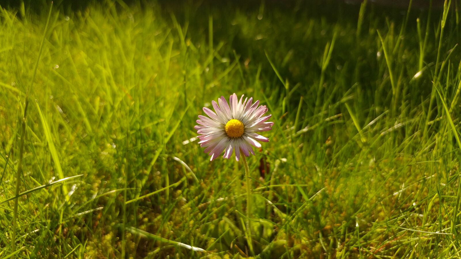LG G5 SE sample photo. Daisy, flower, grass photography