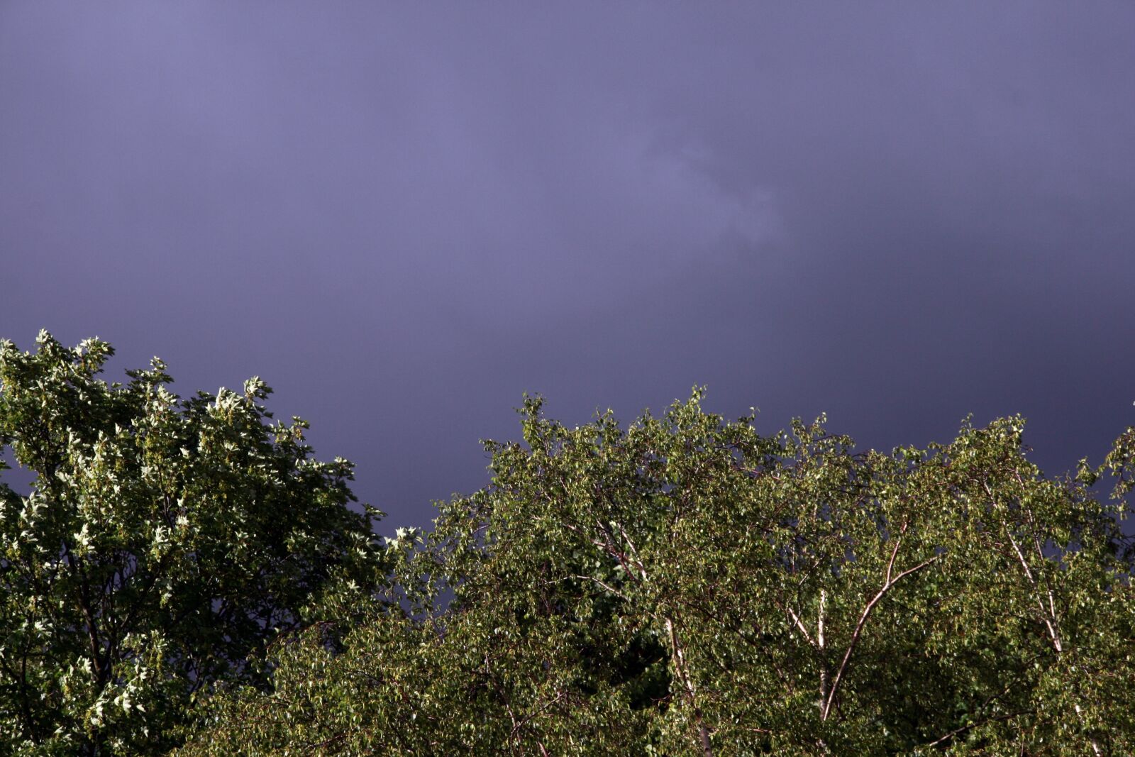 Canon EOS 400D (EOS Digital Rebel XTi / EOS Kiss Digital X) sample photo. Sky, trees, purple photography