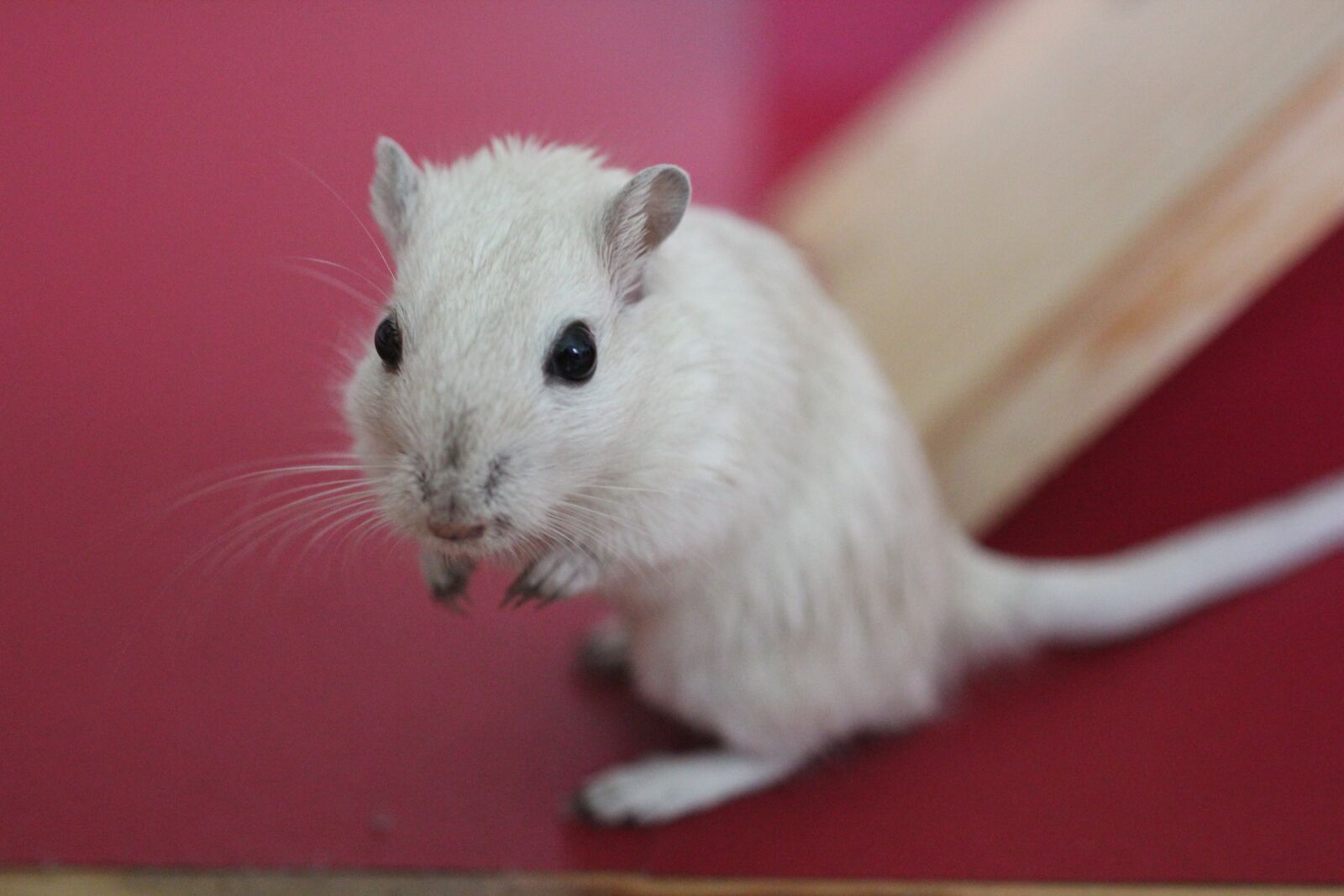 Canon EOS 600D (Rebel EOS T3i / EOS Kiss X5) sample photo. Racing mouse, sweet, white photography