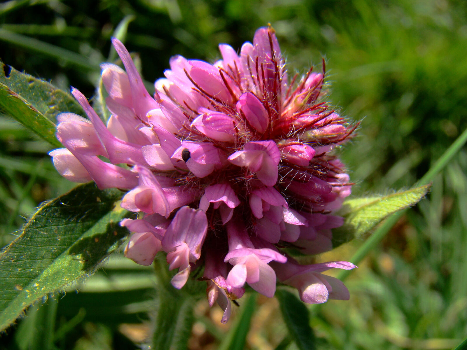Sony Cyber-shot DSC-H50 sample photo. Red, clover, spring, wild photography