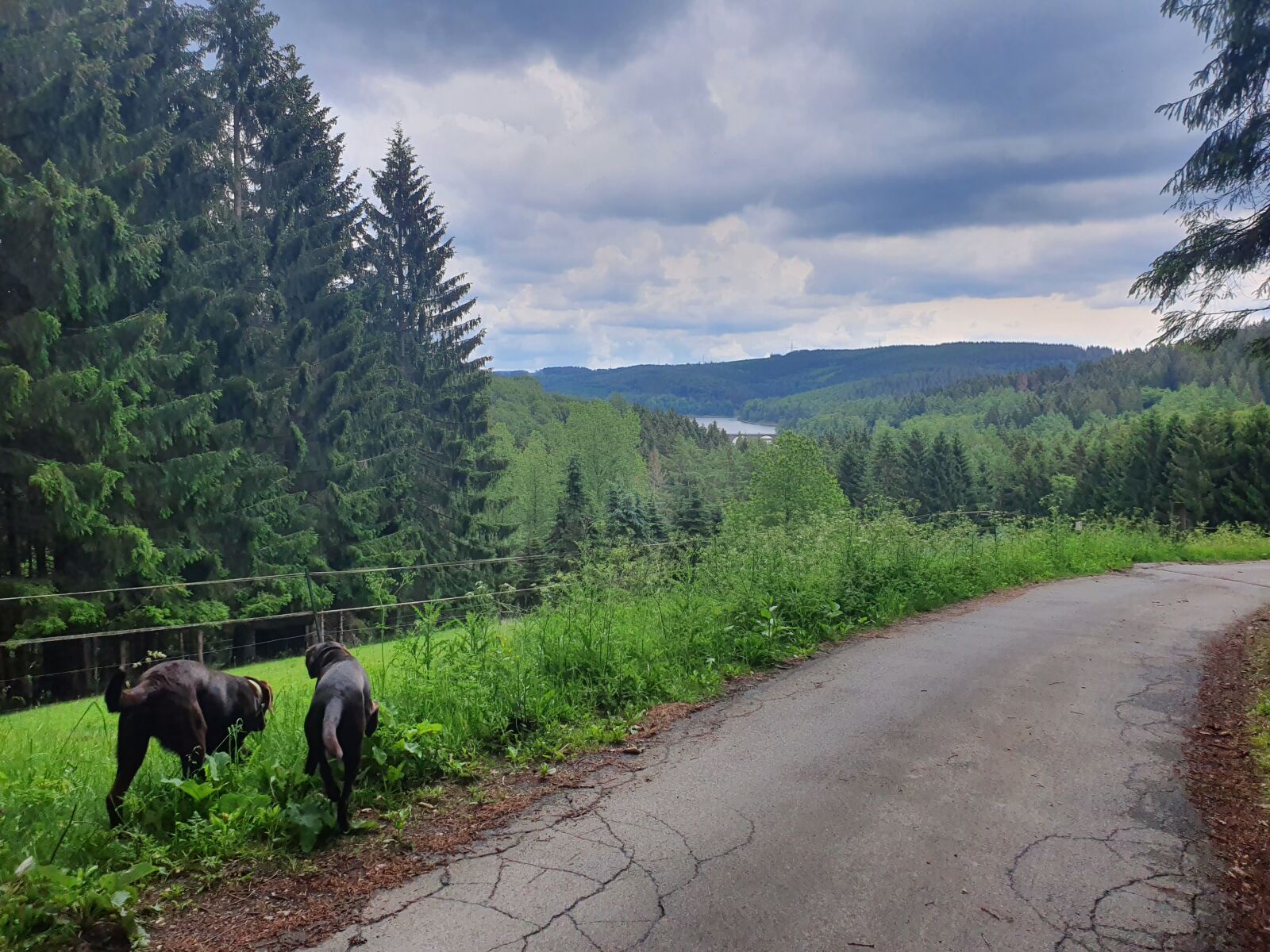 Samsung Galaxy S10 sample photo. Sauerland, germany, nature photography