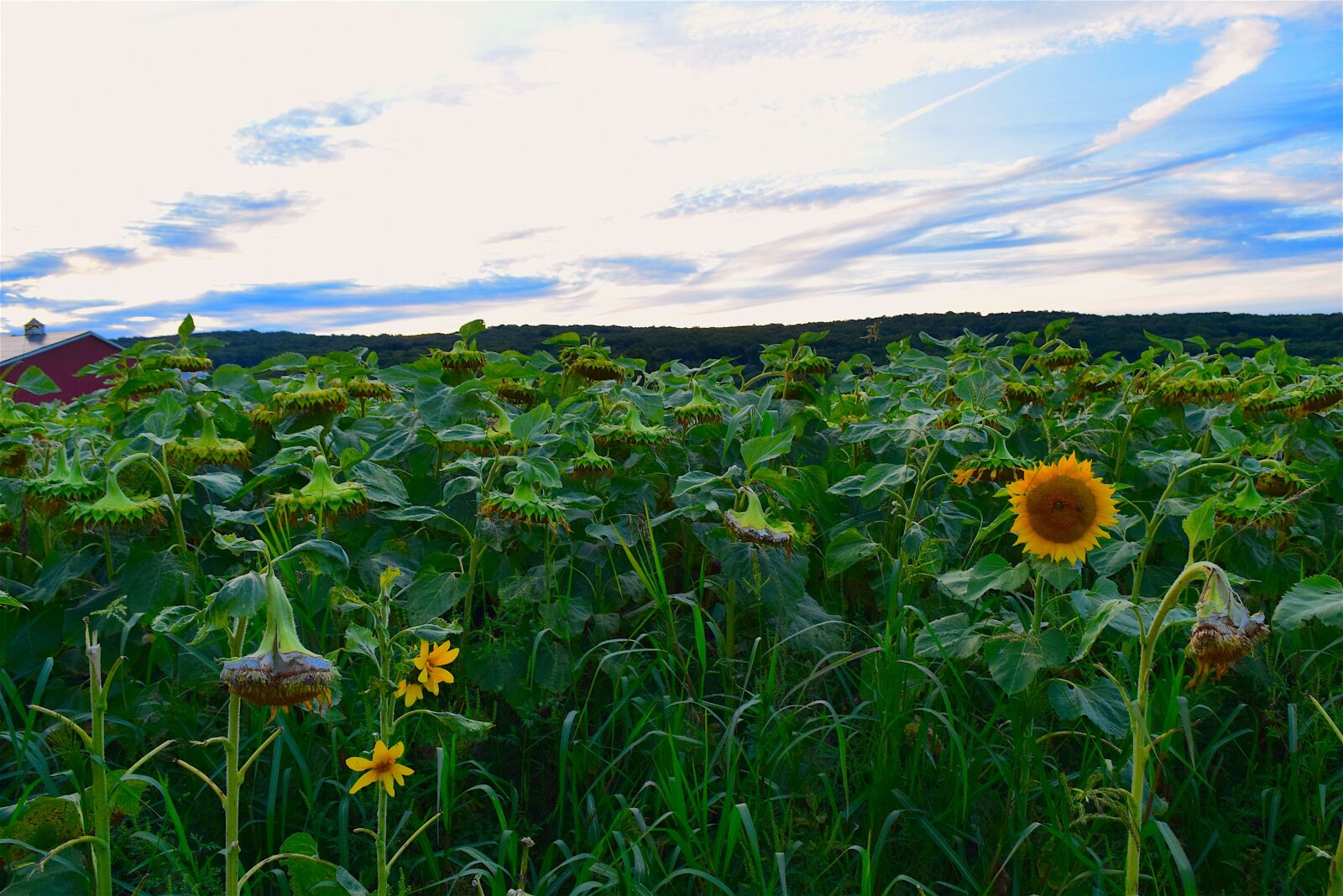 Nikon D3300 sample photo. Sunflower, pasture, green photography