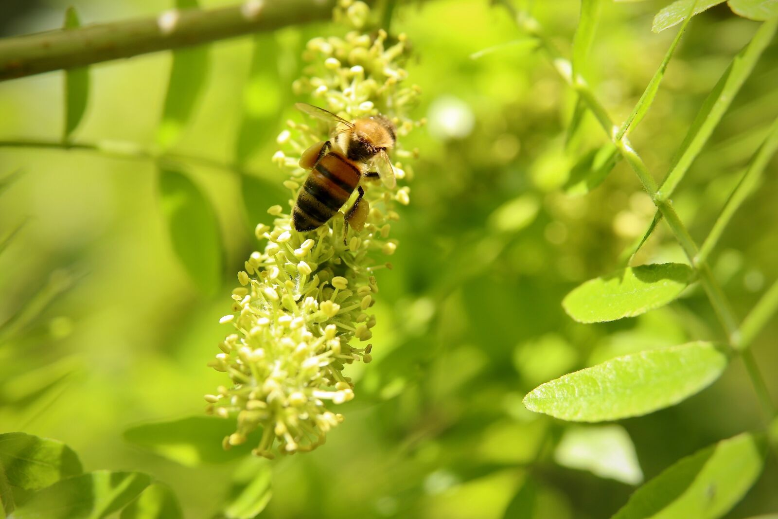 Canon EOS 800D (EOS Rebel T7i / EOS Kiss X9i) sample photo. Insect, bee, honey bee photography