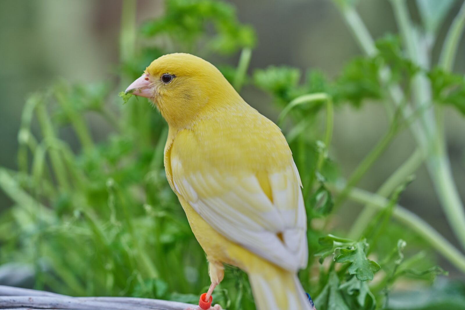Sony FE 90mm F2.8 Macro G OSS sample photo. Bird, canary bird, eat photography
