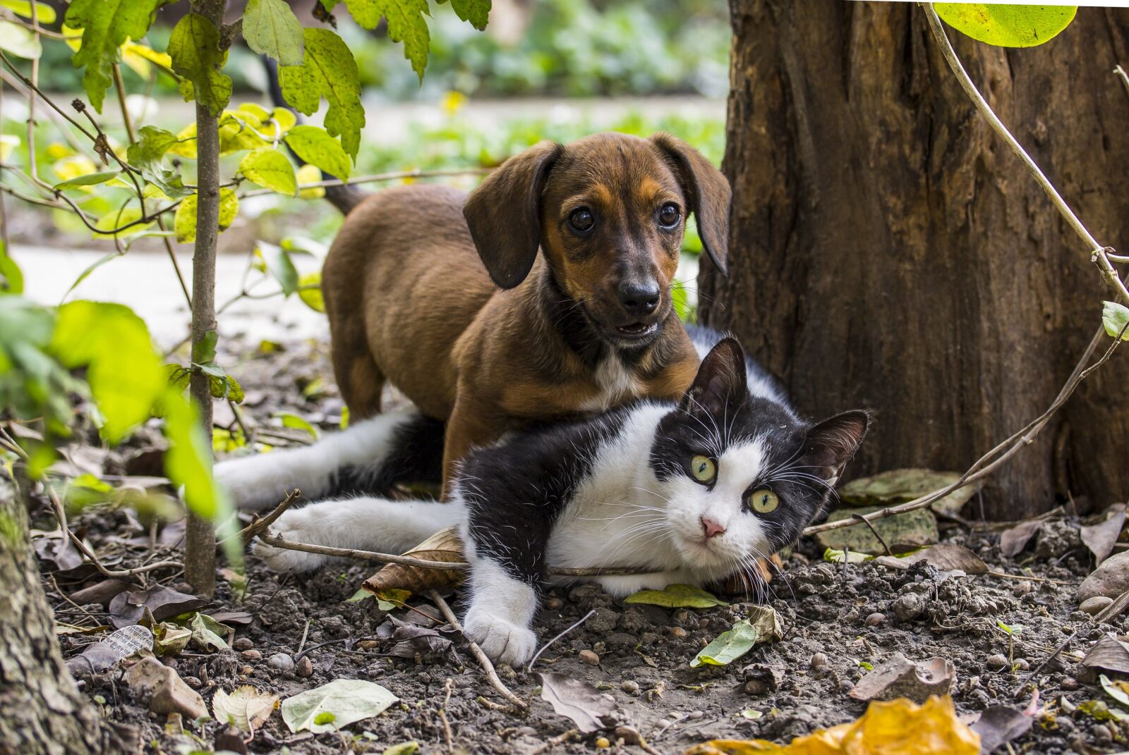 Canon EF-S 60mm F2.8 Macro USM sample photo. Dog, cat, dog photography