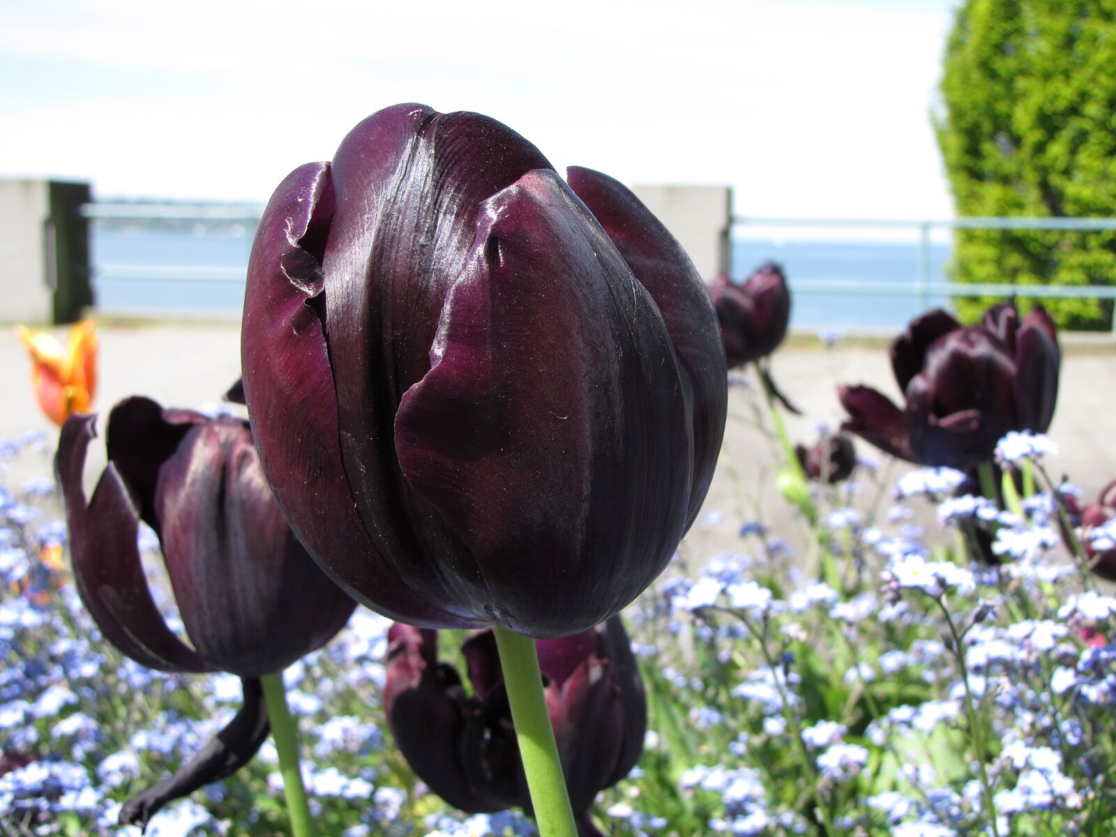 Canon PowerShot SX10 IS sample photo. British columbia, vancouver, tulip photography