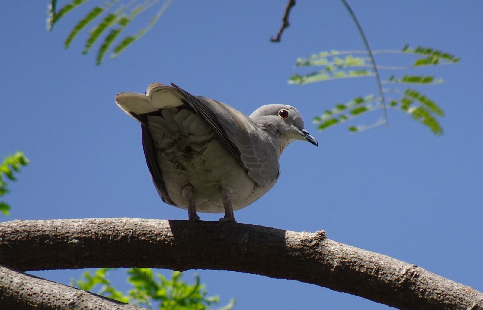 Sony DSC-WX800 sample photo. Bird, dove, eurasian collared photography