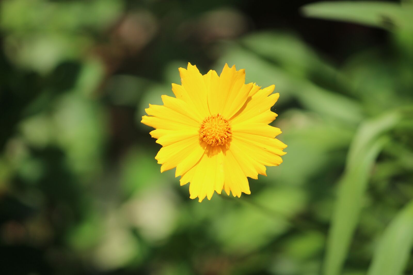 Canon EOS 1300D (EOS Rebel T6 / EOS Kiss X80) sample photo. Nature, flower, yellow flower photography