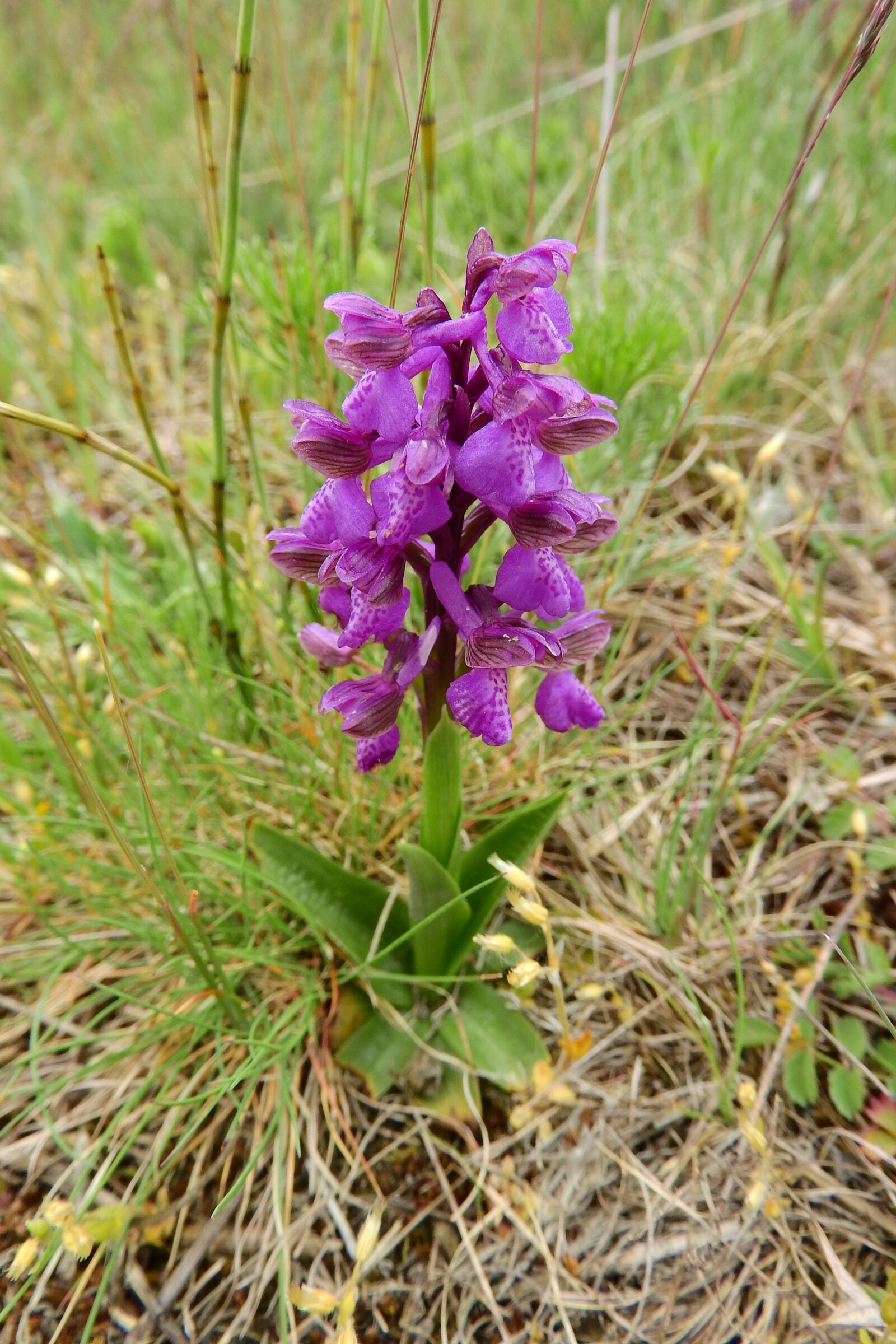 Nikon Coolpix P610 sample photo. Western marsh orchid, dactylorhiza photography