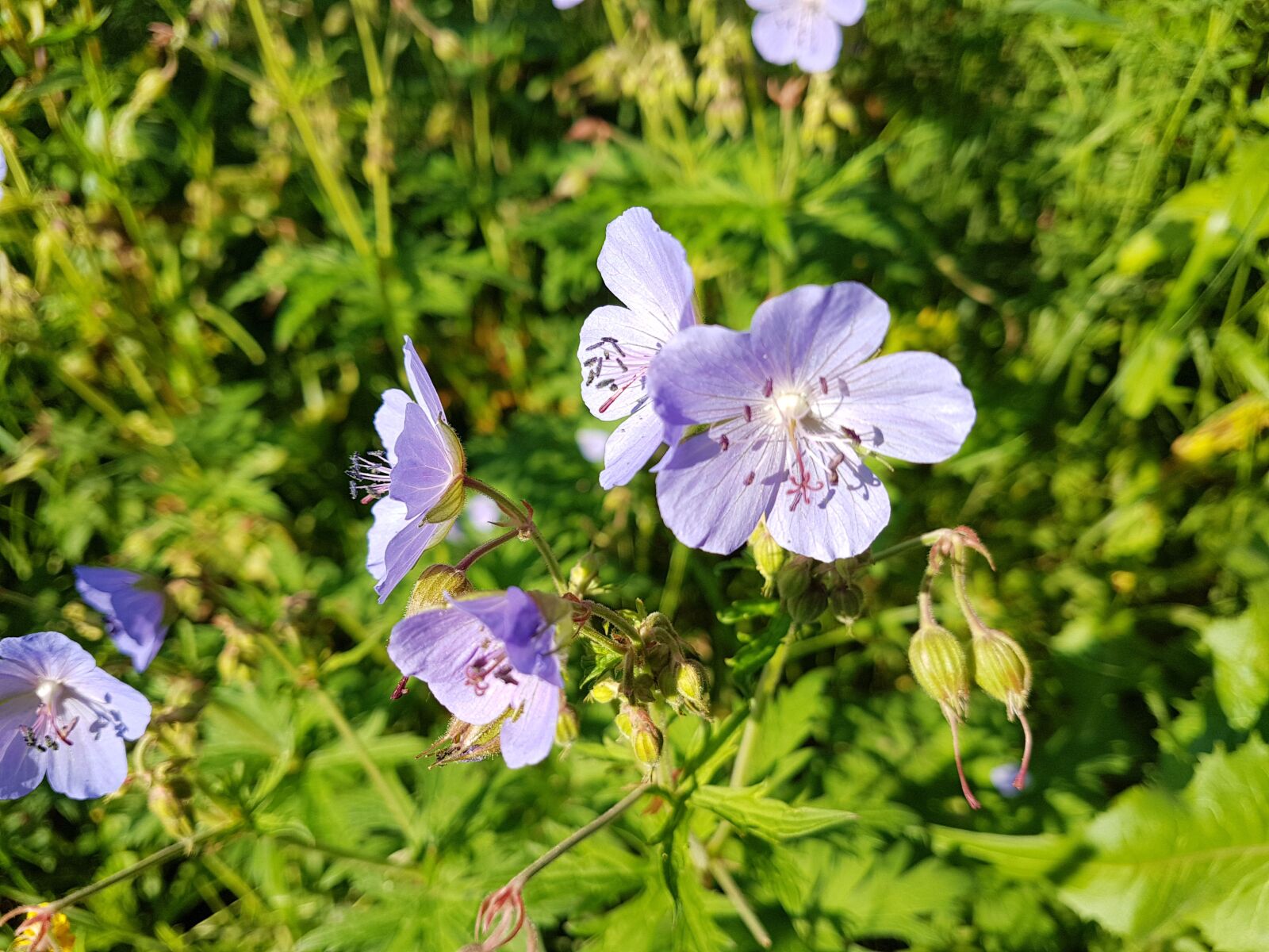 Samsung Galaxy S7 Edge sample photo. Flower, chicory, blue flower photography