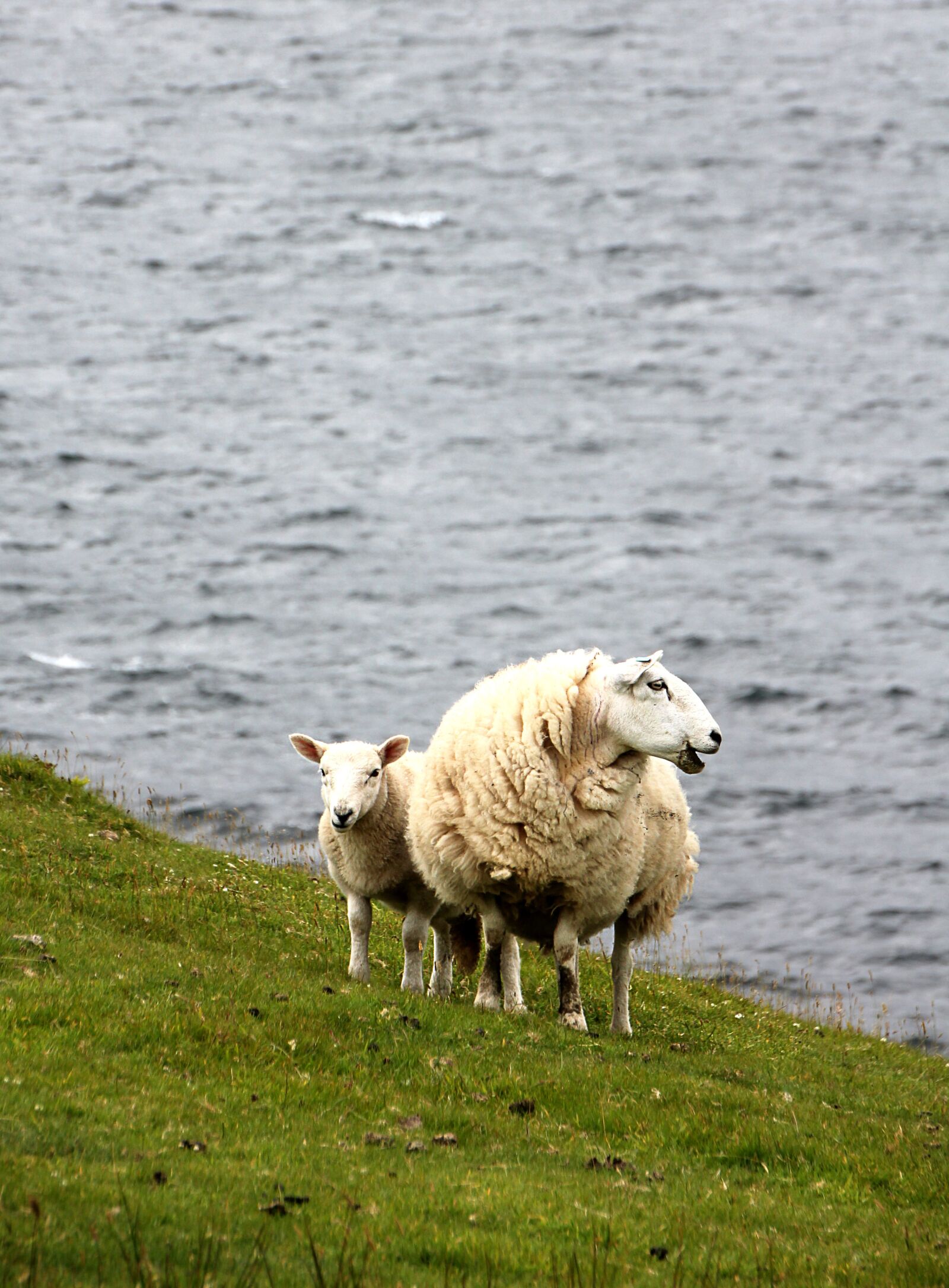 Canon EOS 550D (EOS Rebel T2i / EOS Kiss X4) sample photo. Sheep, lamb, meadow photography