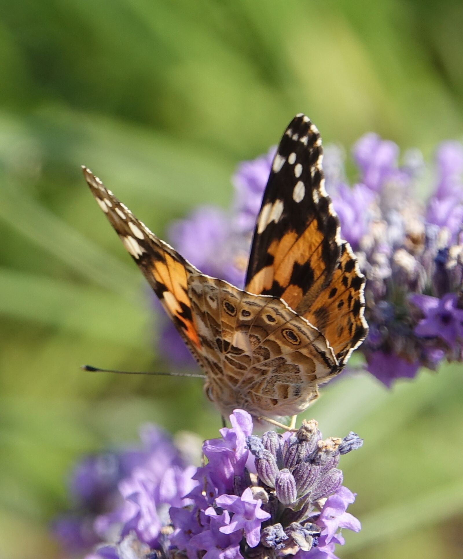 Sony Cyber-shot DSC-RX10 III sample photo. Butterfly, lavender, summer photography