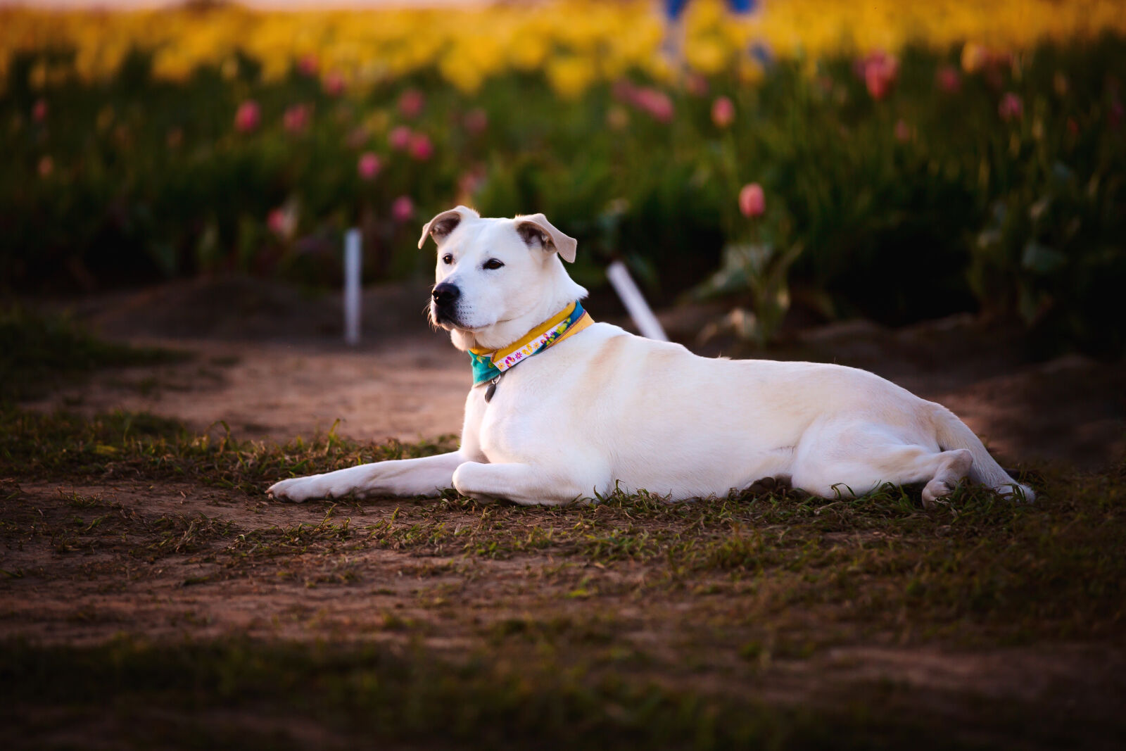 Canon EF 70-200mm F2.8L IS II USM sample photo. Animal, canine, cute, dog photography