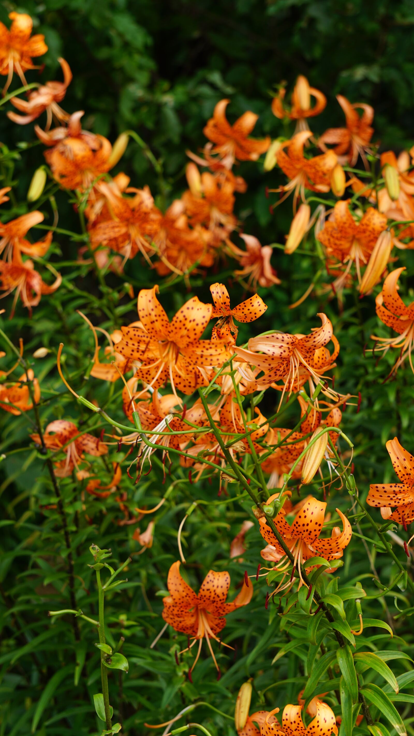 Sony a6000 sample photo. Lily, flowers, wildflower photography