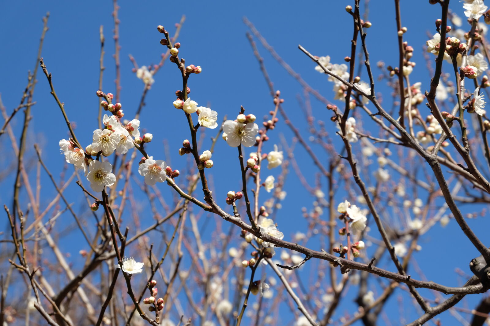 Fujifilm X-M1 sample photo