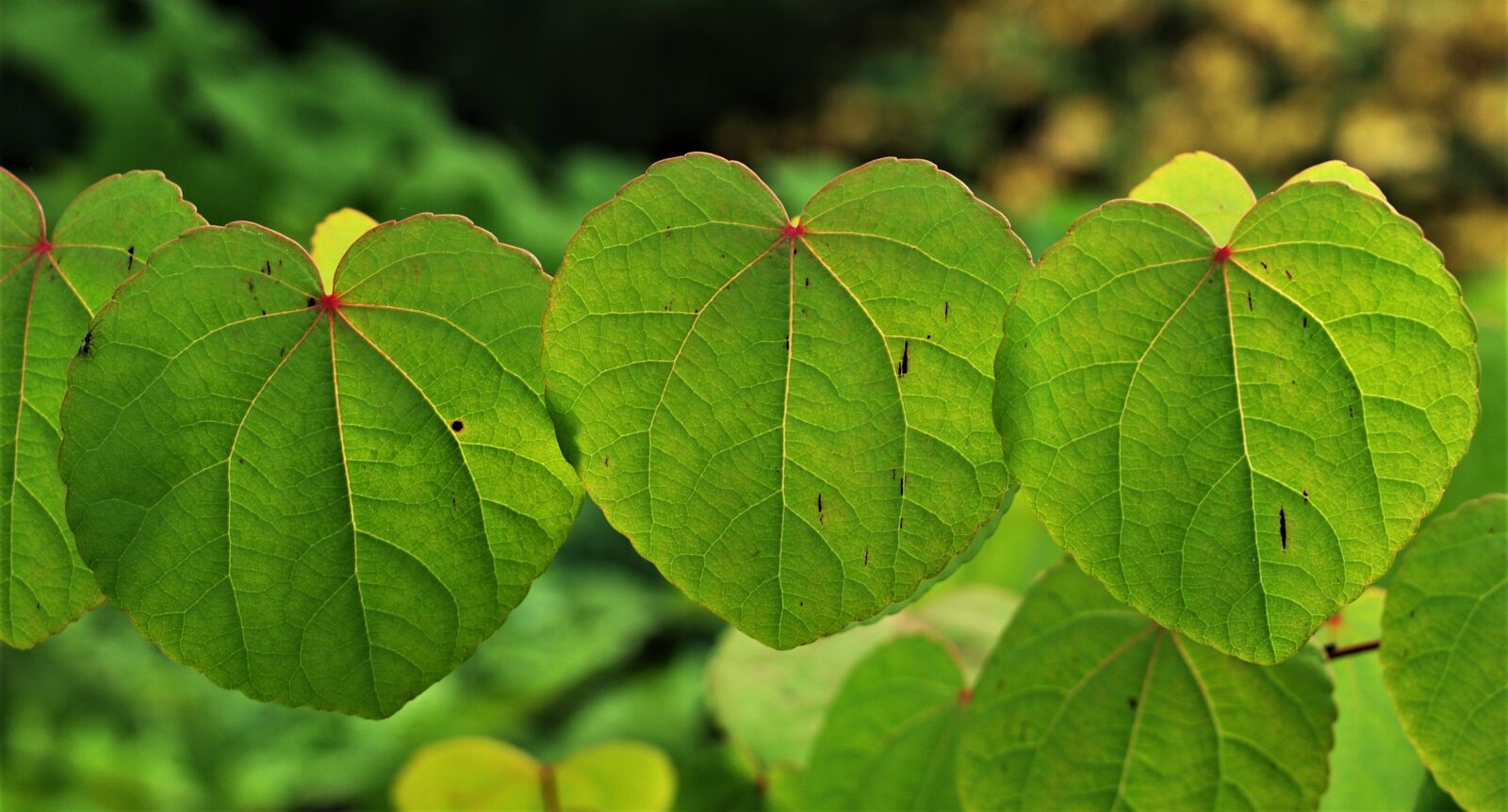 Olympus E-520 (EVOLT E-520) sample photo. Leaf, flora, nature photography
