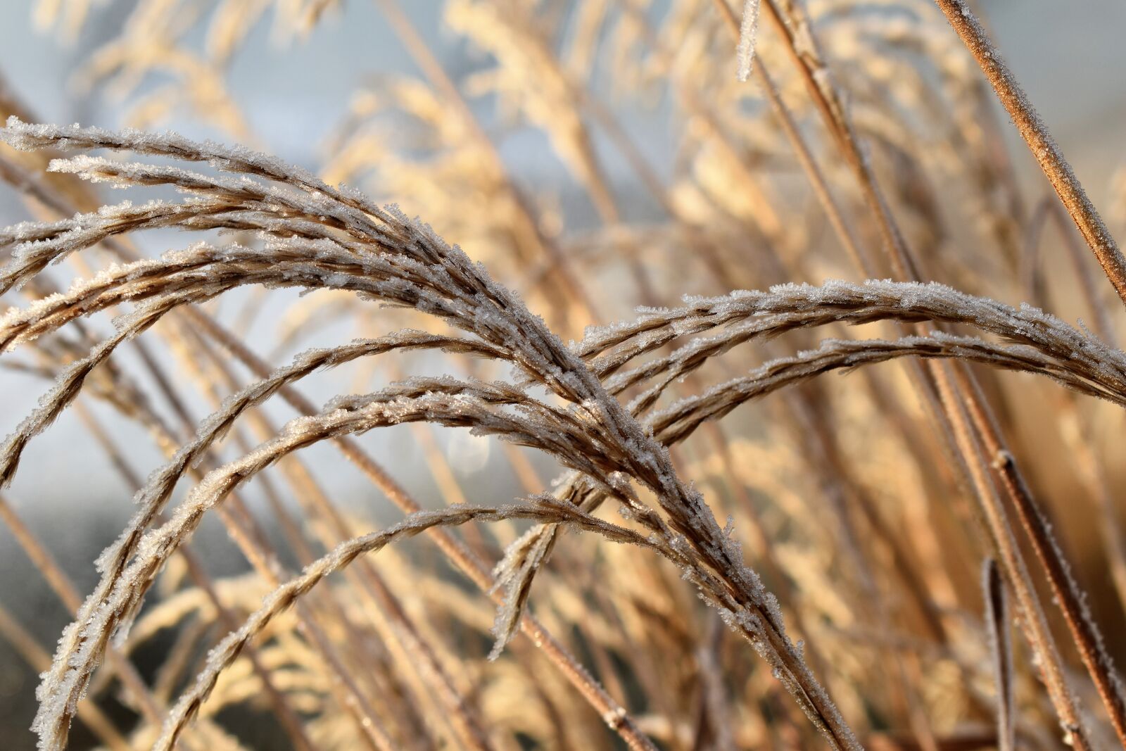 Nikon D5500 sample photo. Leaf, grass, frost photography