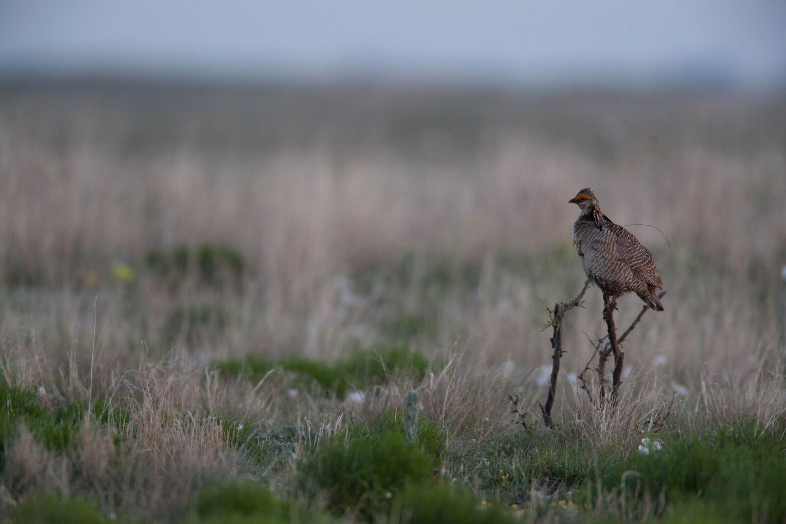 Canon EOS 5D Mark II sample photo. Desert, bird, lesser prairie photography