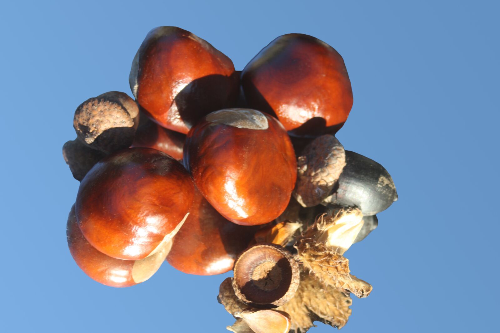 Canon EOS 1000D (EOS Digital Rebel XS / EOS Kiss F) sample photo. Chestnut, horse chestnut, brown photography