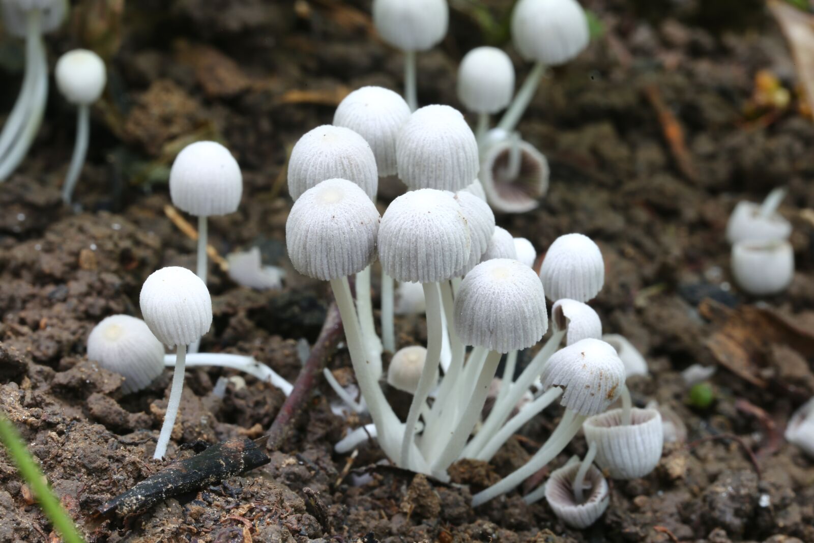 Canon EF 100mm F2.8L Macro IS USM sample photo. Nature, fungus, flora photography