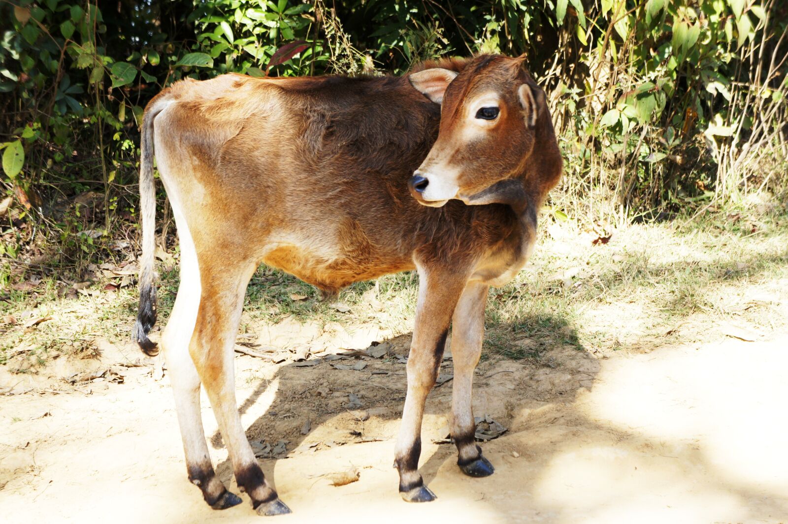 Sony Alpha NEX-5 + Sony E 18-55mm F3.5-5.6 OSS sample photo. Calf, cattle, young animal photography