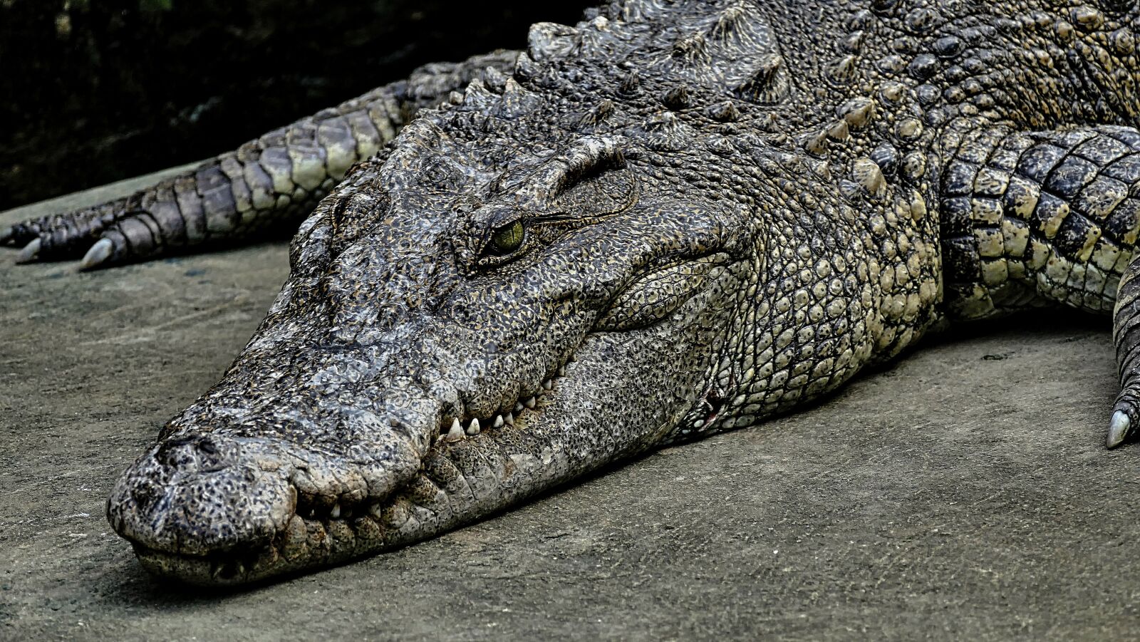 Panasonic Lumix DMC-FZ1000 sample photo. Crocodile, alligator, gad photography