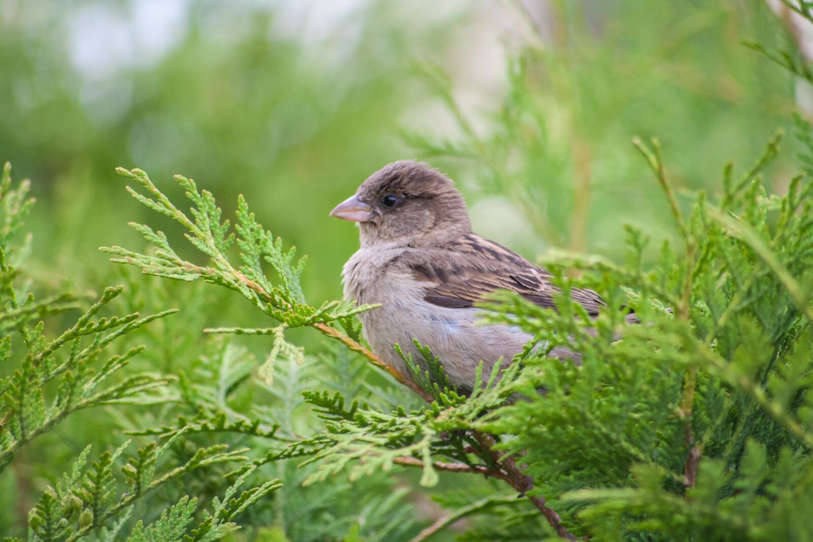 Canon EOS 1000D (EOS Digital Rebel XS / EOS Kiss F) sample photo. Sparrow, bird, tree photography