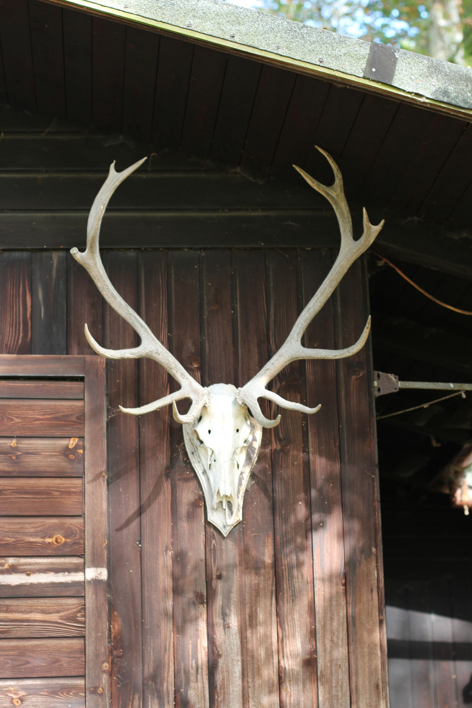 Canon EOS 600D (Rebel EOS T3i / EOS Kiss X5) + Canon EF 50mm F1.4 USM sample photo. Antler, deer antler, log photography