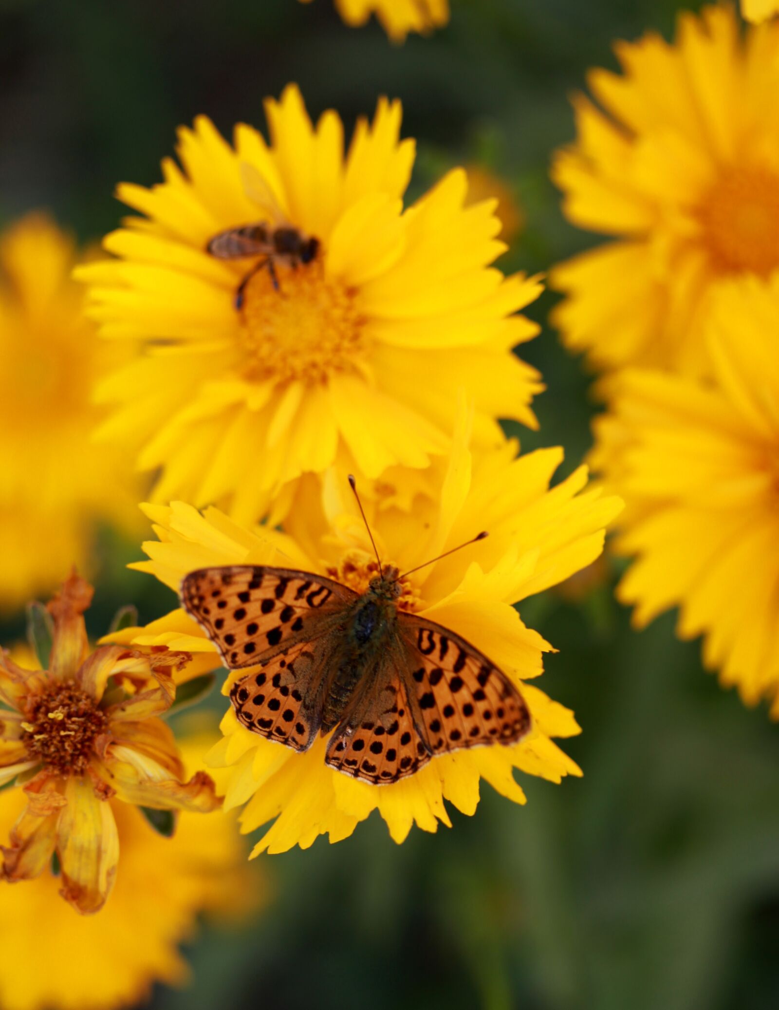 Canon EF-S 60mm F2.8 Macro USM sample photo. Butterfly, flower, yellow photography