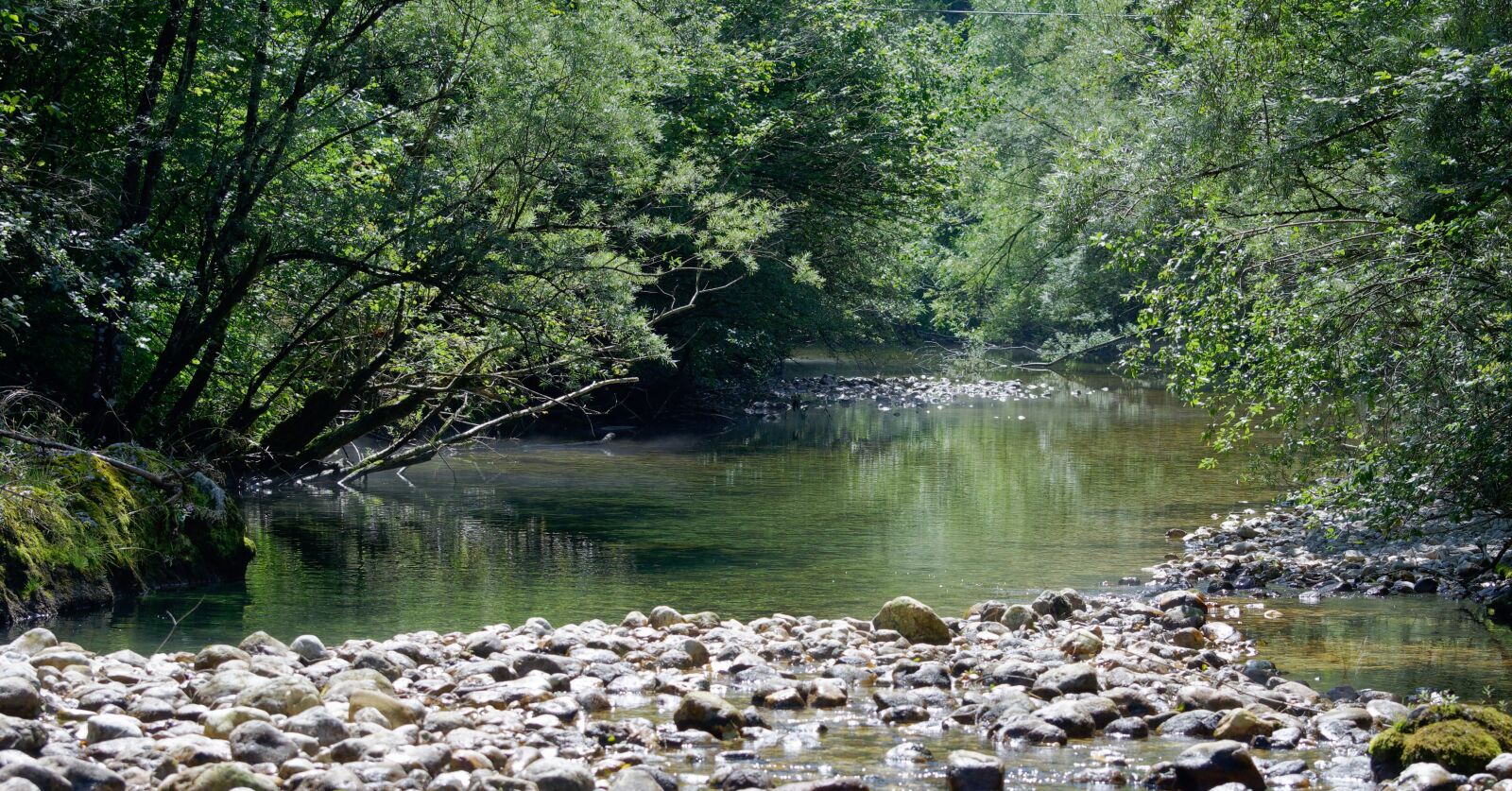 Nikon D90 sample photo. Slovenia, bach, bushes photography