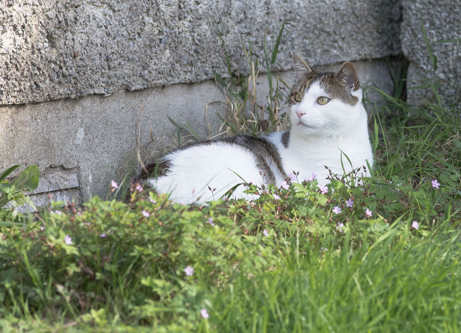Canon EOS 5D Mark IV sample photo. Cat, grass, nature photography