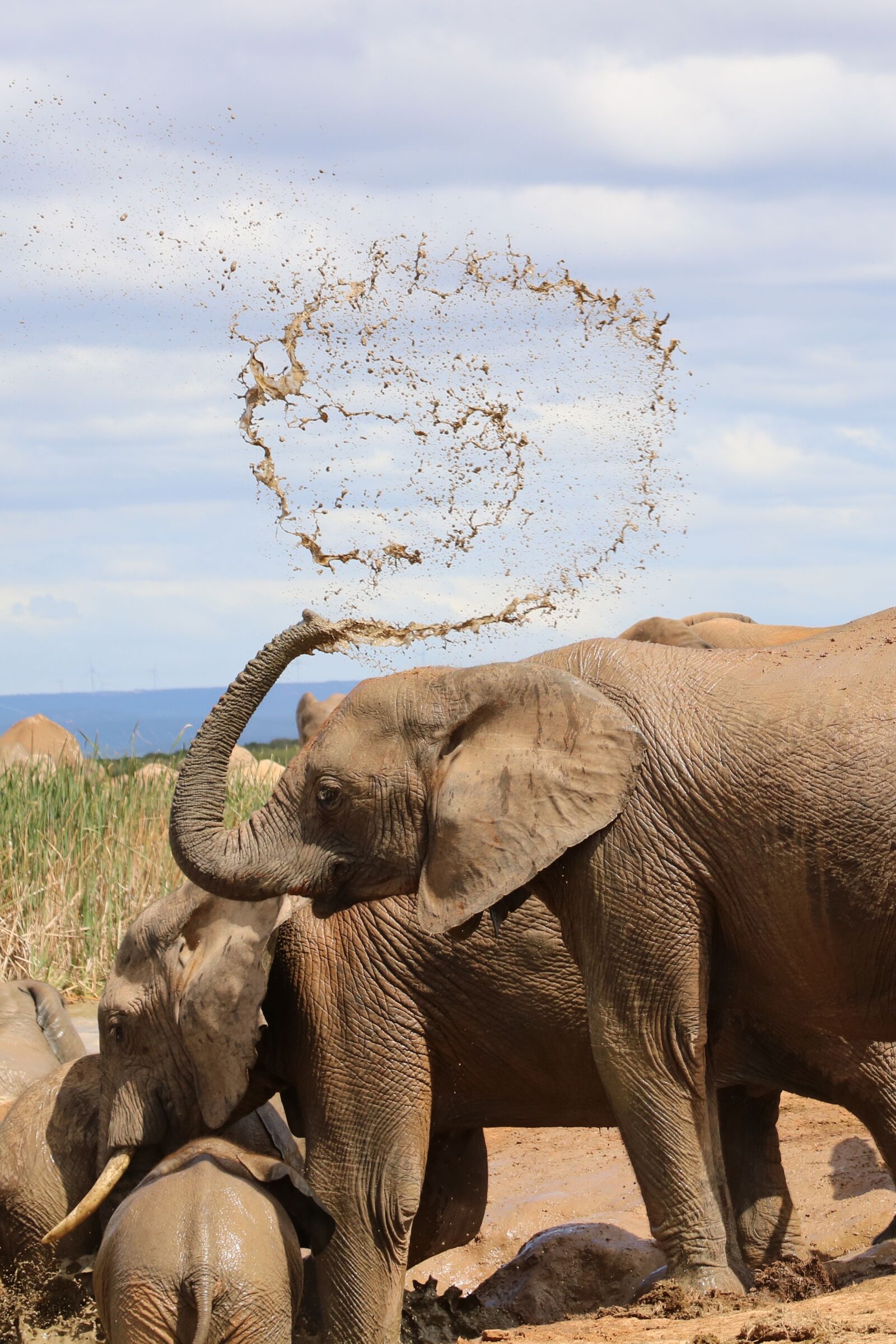 Canon EOS 750D (EOS Rebel T6i / EOS Kiss X8i) sample photo. Elephant, south africa, addo photography