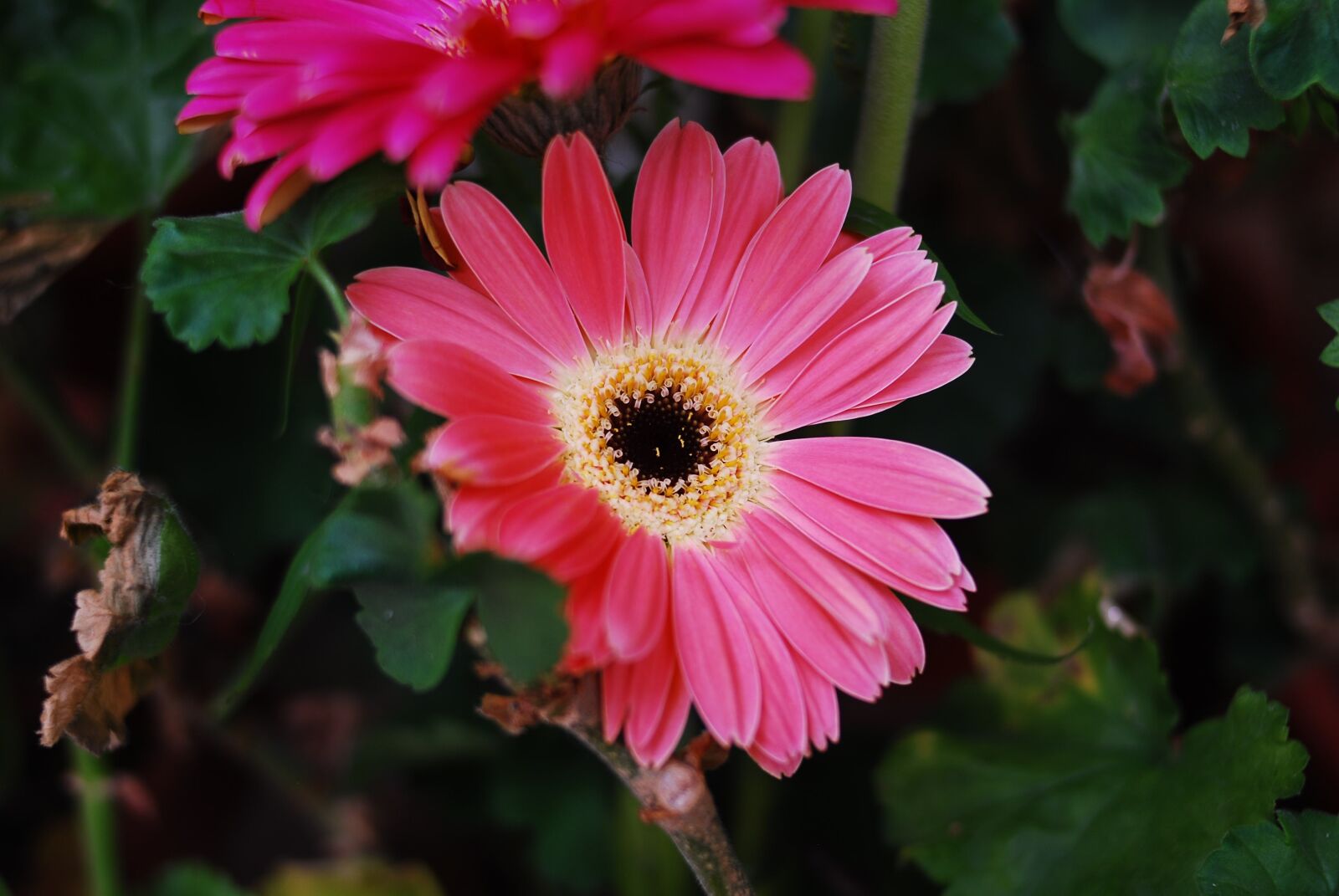 Nikon D60 sample photo. Plant, flower, nature photography