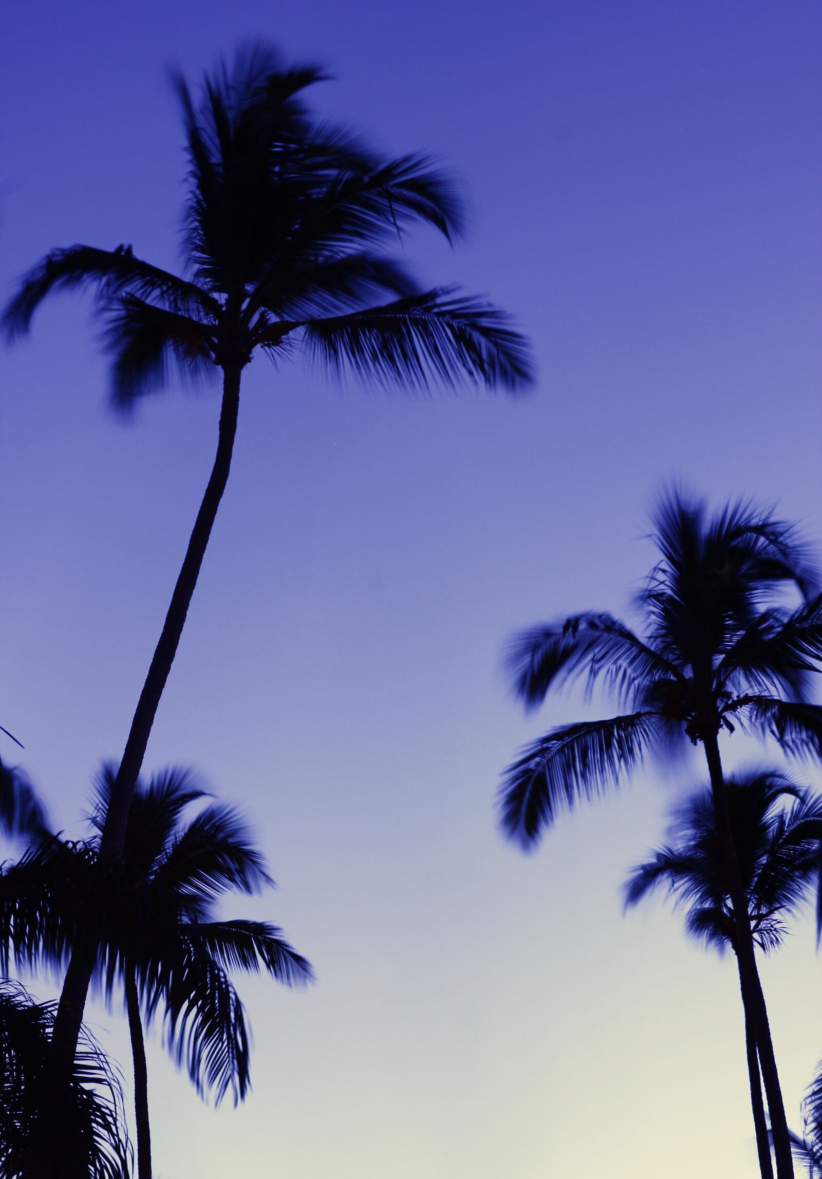 Canon EOS 550D (EOS Rebel T2i / EOS Kiss X4) sample photo. Palm trees, evening photography