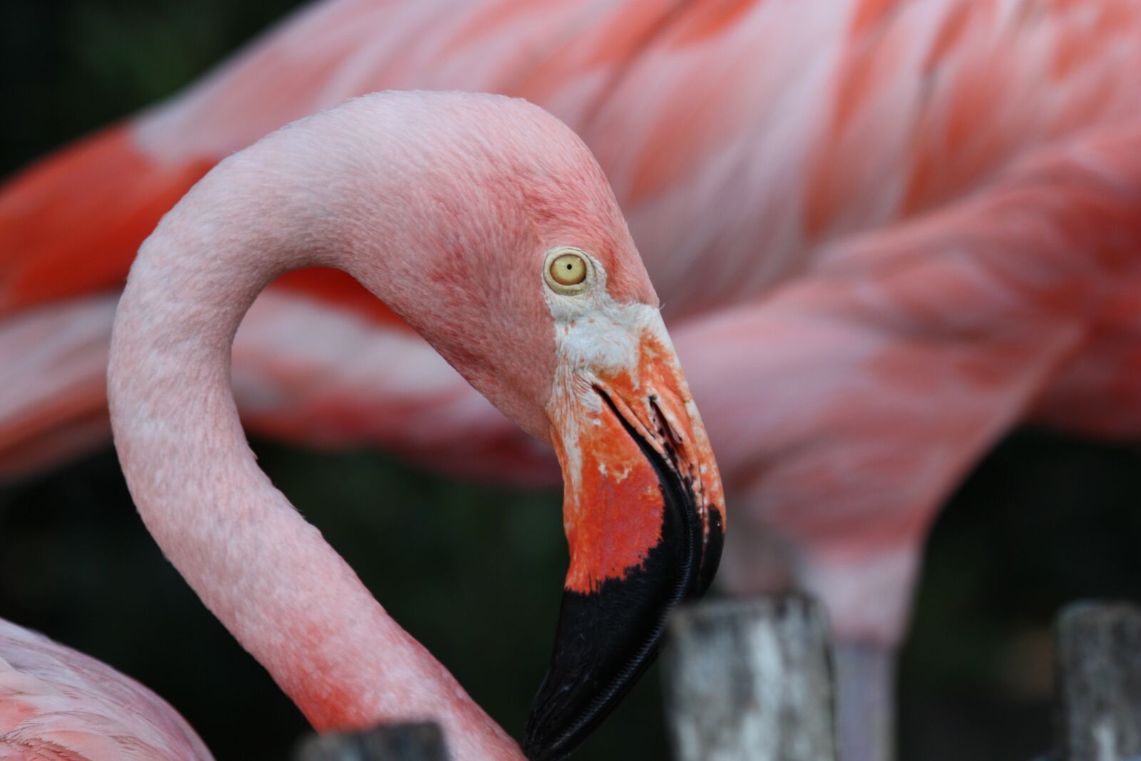 Canon EOS 450D (EOS Rebel XSi / EOS Kiss X2) sample photo. Flamingo, bird, avian photography