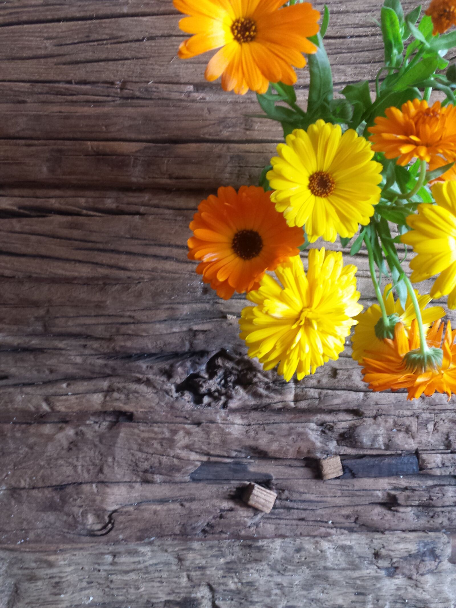 Samsung Galaxy S4 sample photo. Gerbera, orange, yellow photography