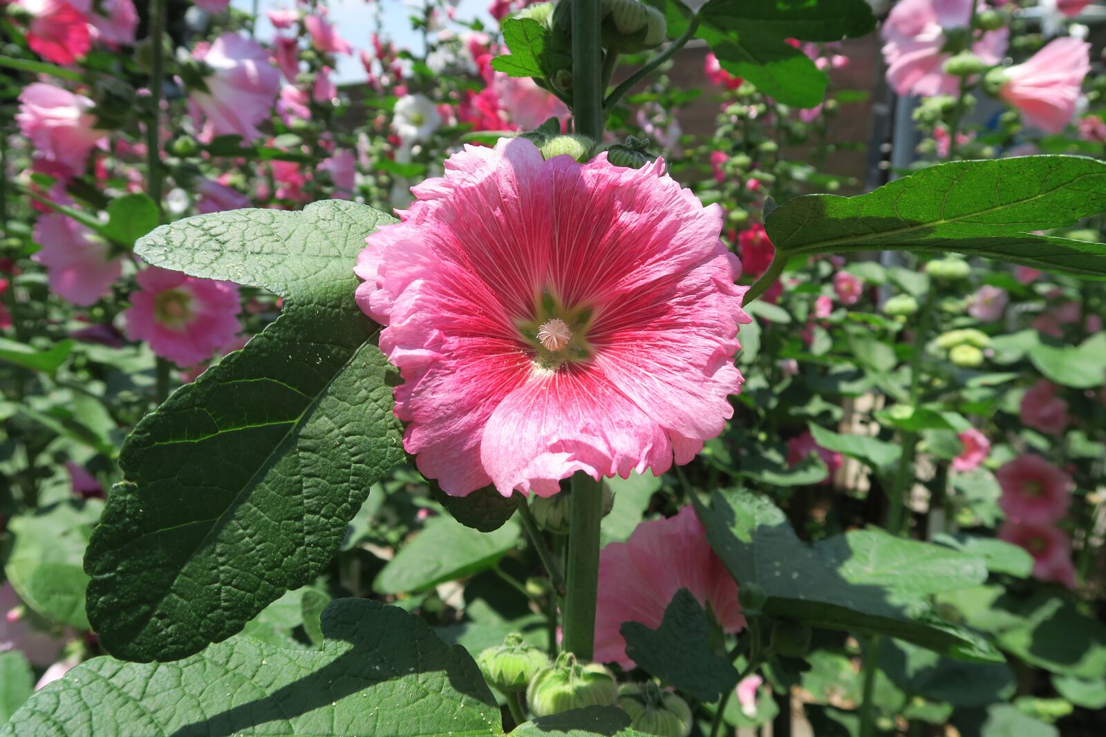 Canon PowerShot G7 X sample photo. Flower, shu and flowers photography