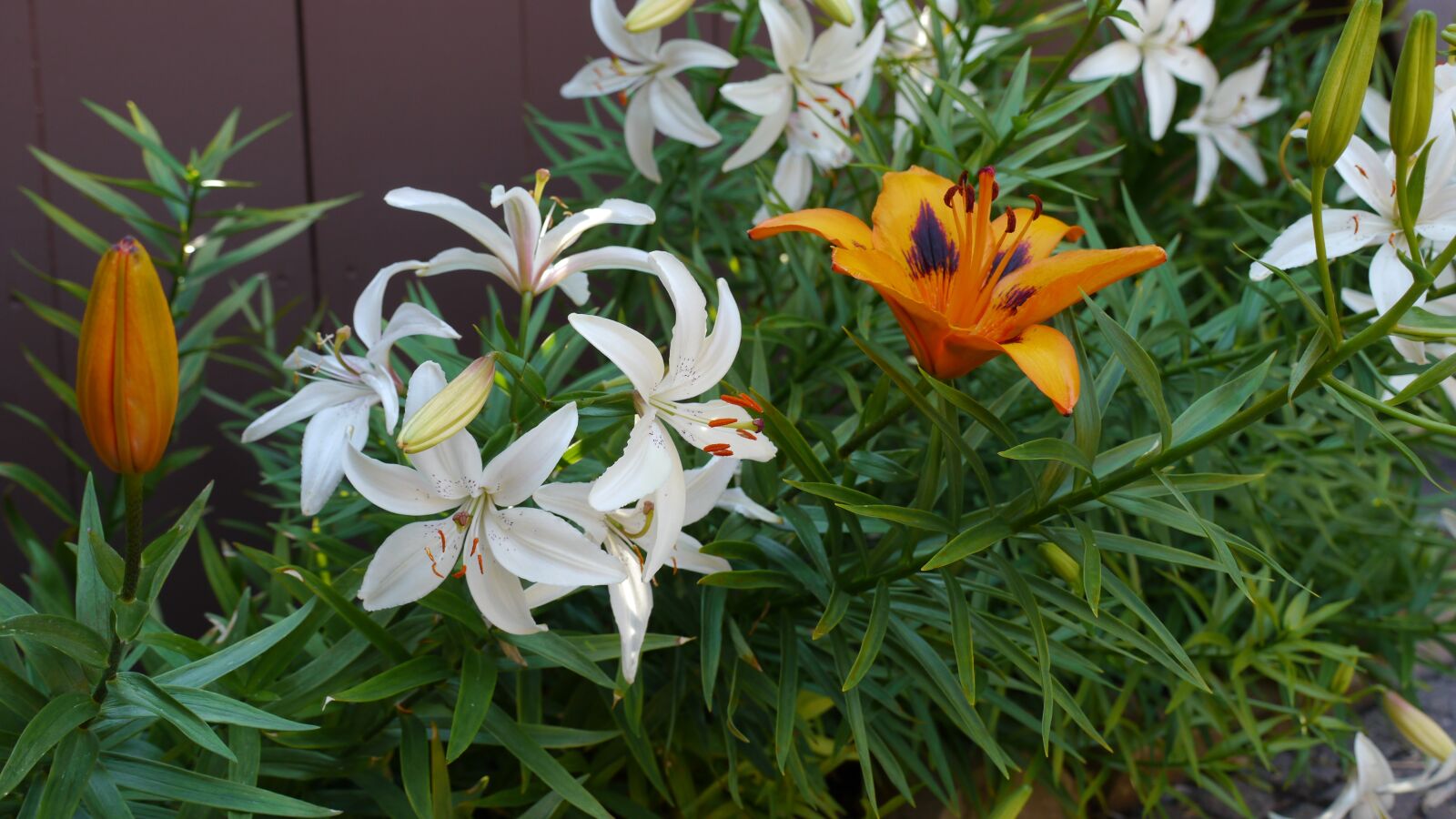 Panasonic Lumix DMC-GH2 sample photo. Lily, flower, garden photography