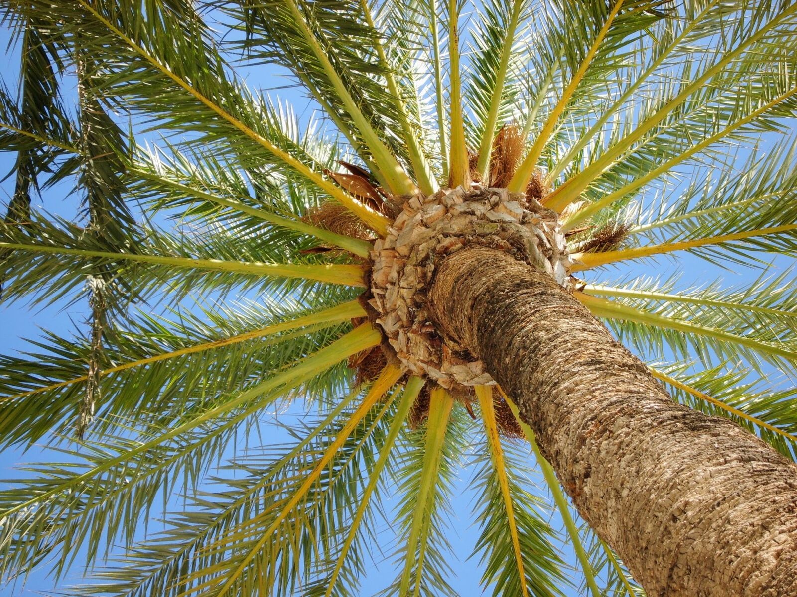 Samsung Digimax S830 / Kenox S830 sample photo. Palm tree, holiday, tree photography