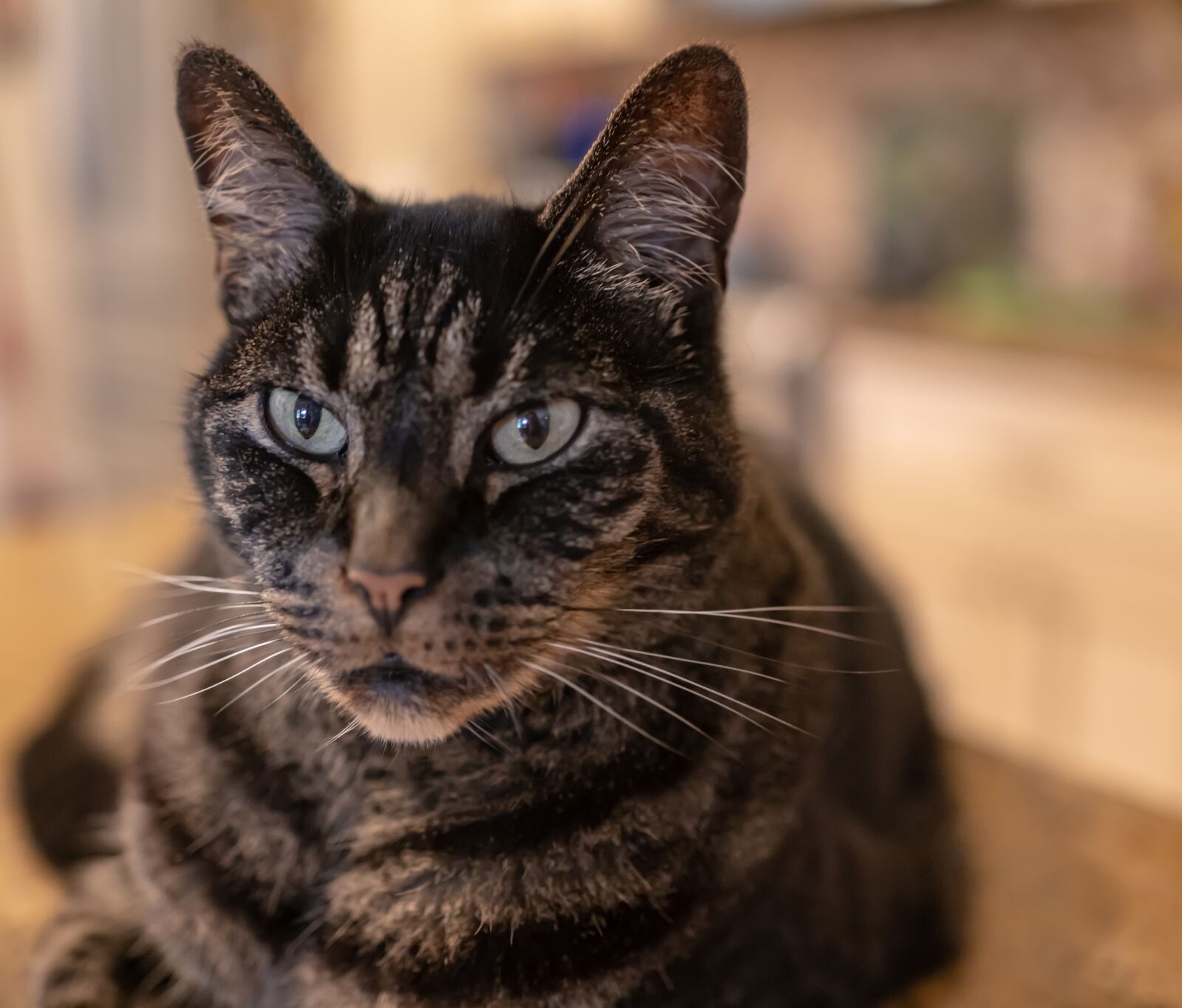35mm F2.0 sample photo. Cat, tabby, close up photography