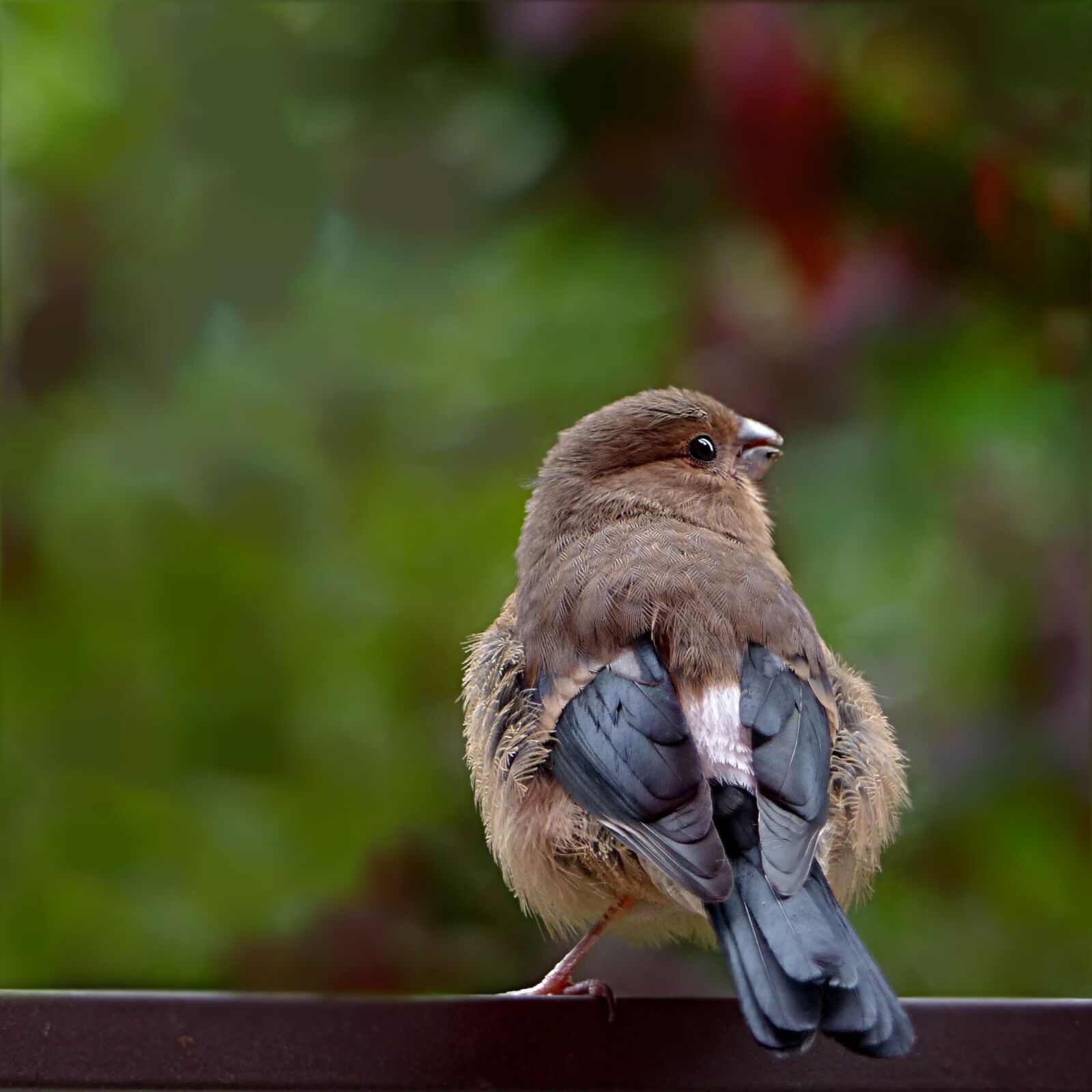 Panasonic Lumix DMC-FZ200 sample photo. Bird, bullfinch, pyrrhula photography