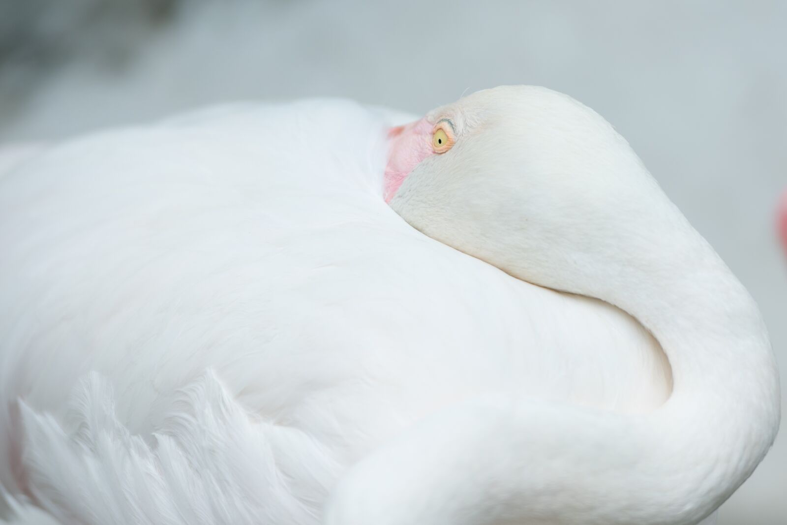 Nikon D3400 sample photo. Bird, animal, nature photography