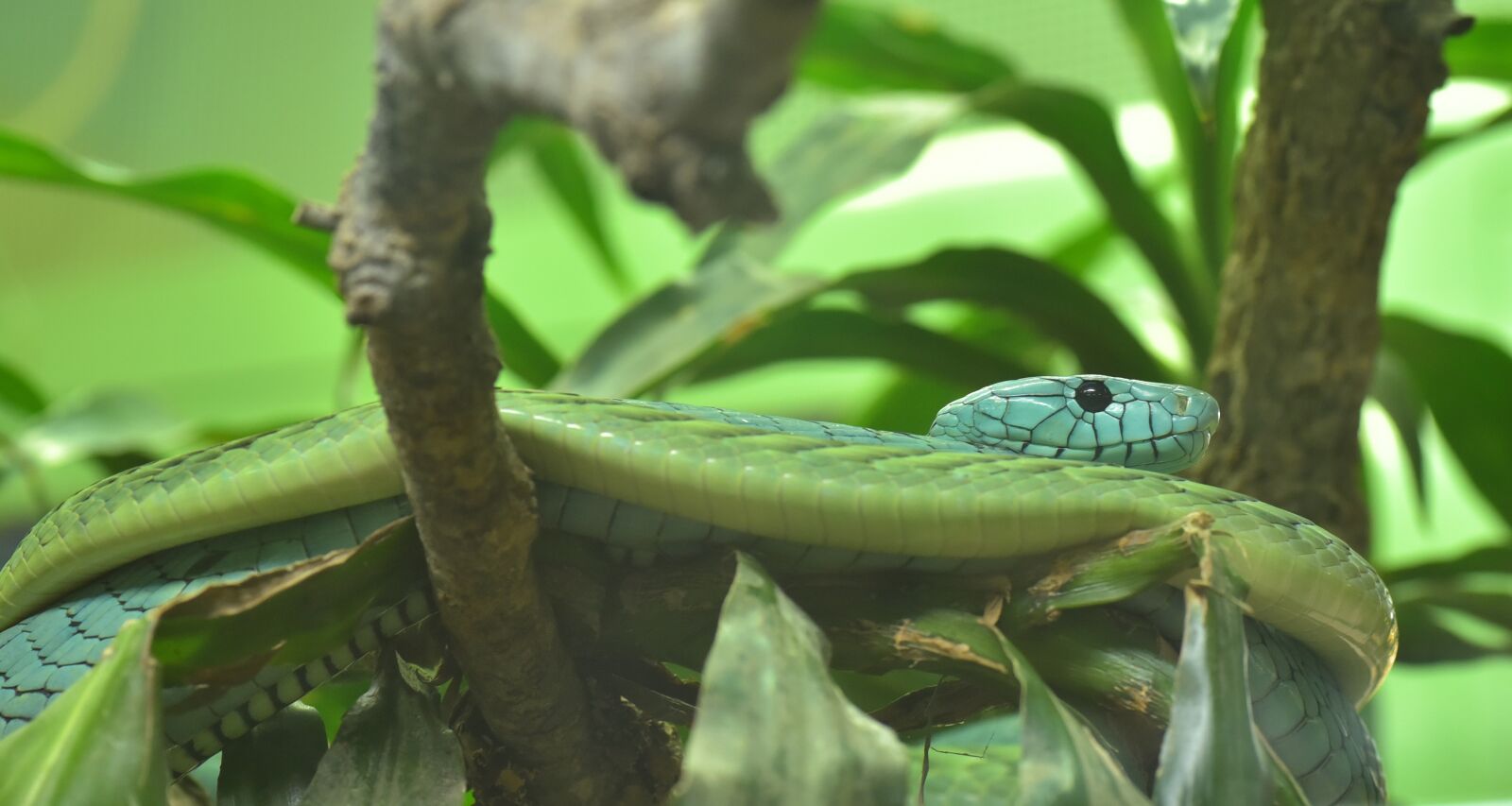 Nikon D750 sample photo. Green mamba, dendroaspis viridis photography