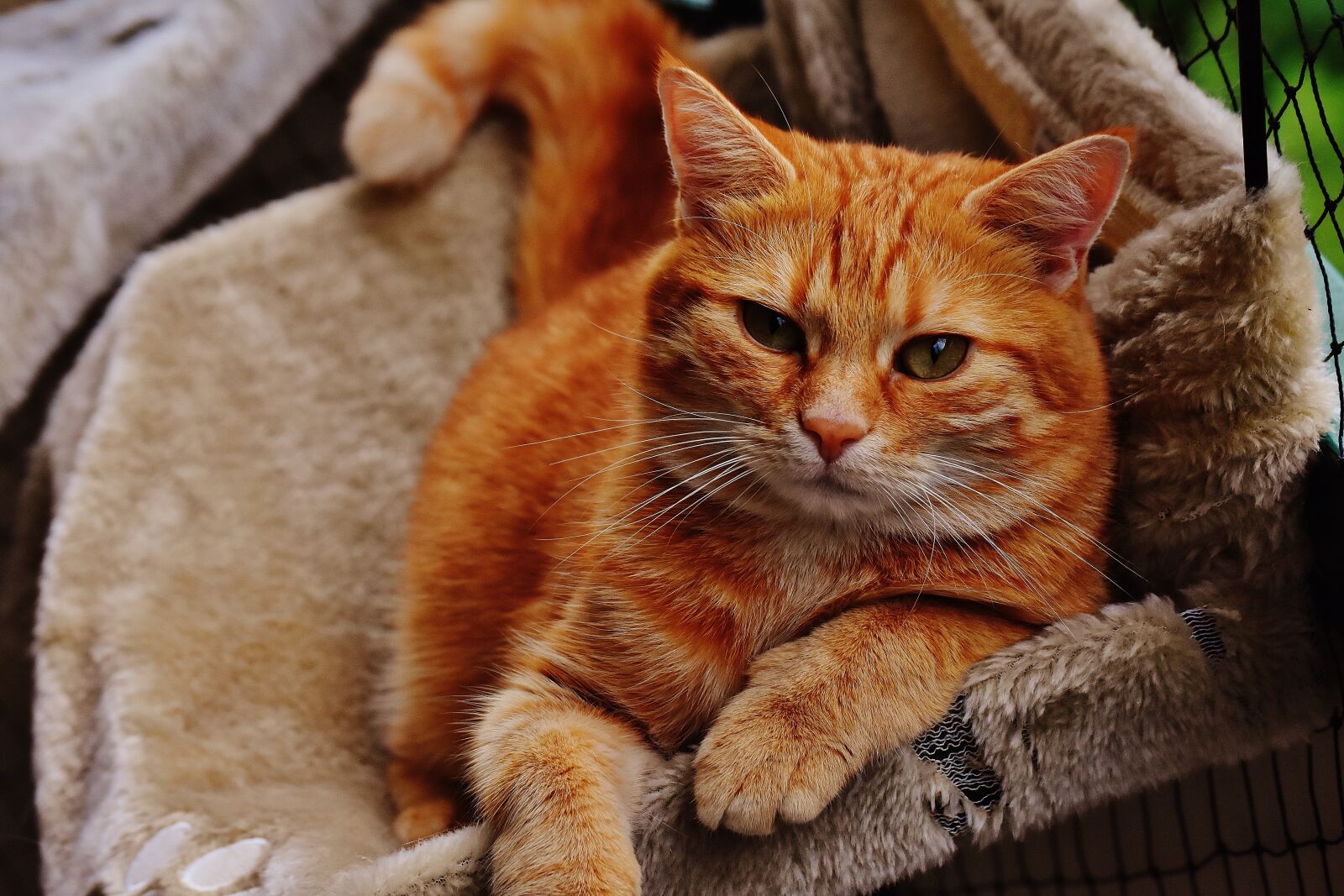 Nikon D7200 sample photo. Cat, red, cute photography