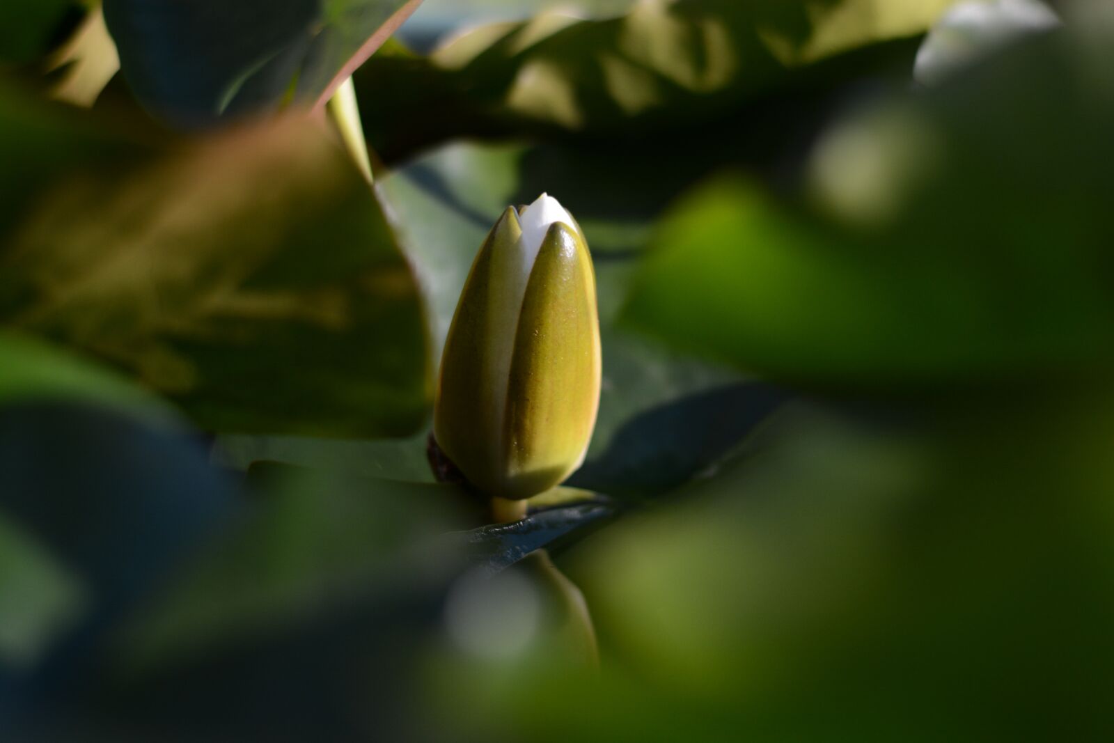 Nikon D7100 sample photo. Waterlily, green, pond photography