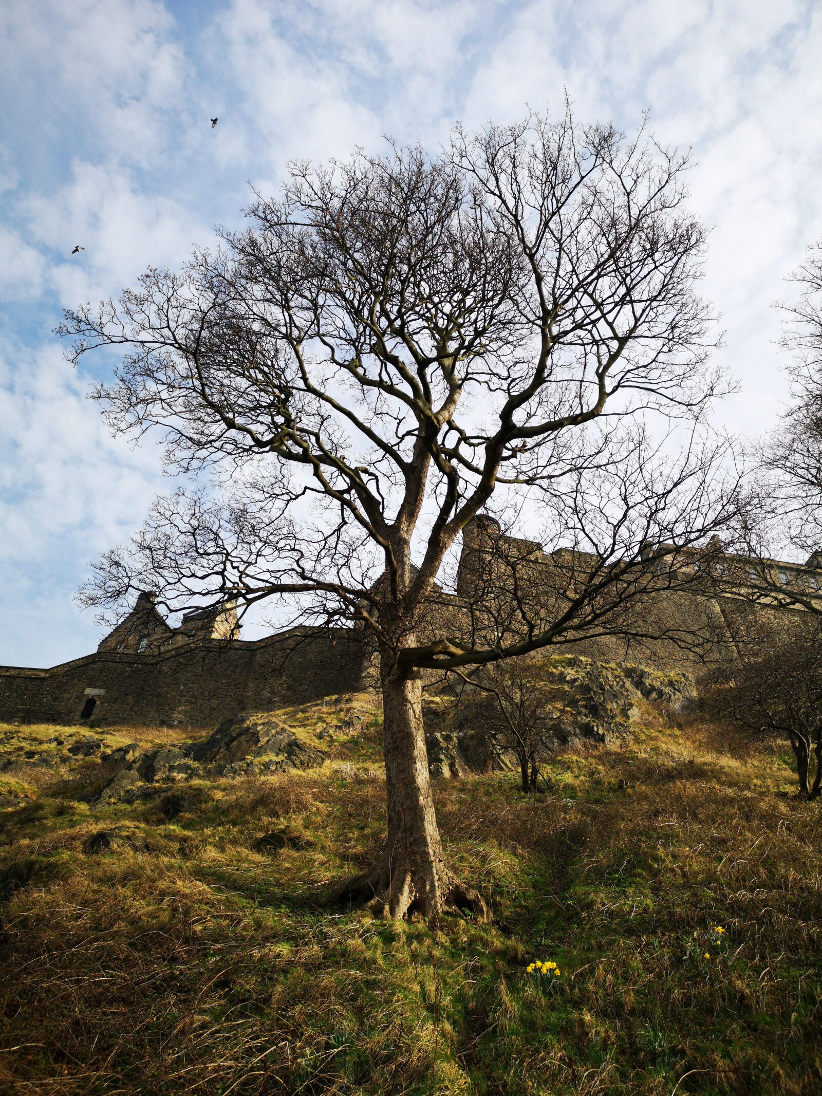 HUAWEI CLT-L09 sample photo. Edinburgh, scotland, trees photography